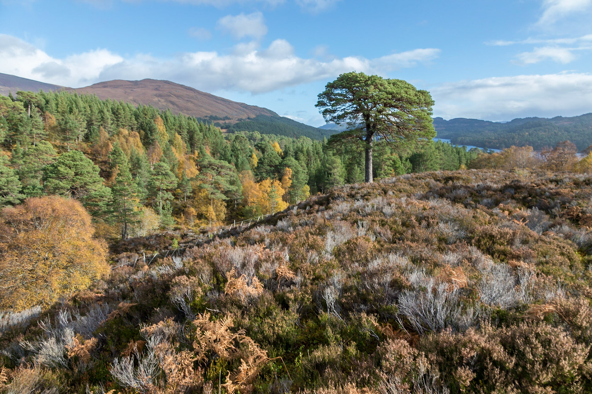 In Glen Affric
