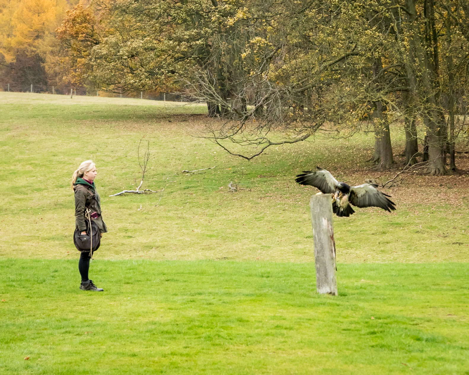 African Buzzard Eagle