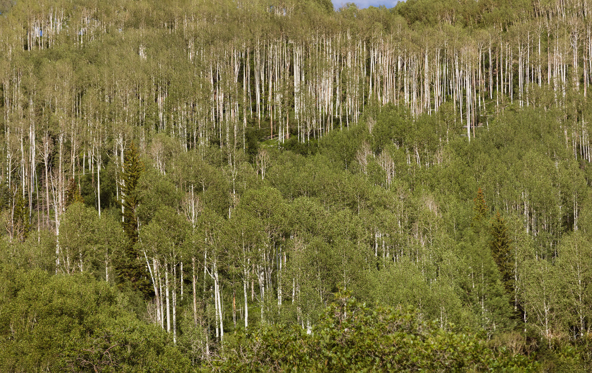 Mountain forest rising up on the slopes above Mill Creek