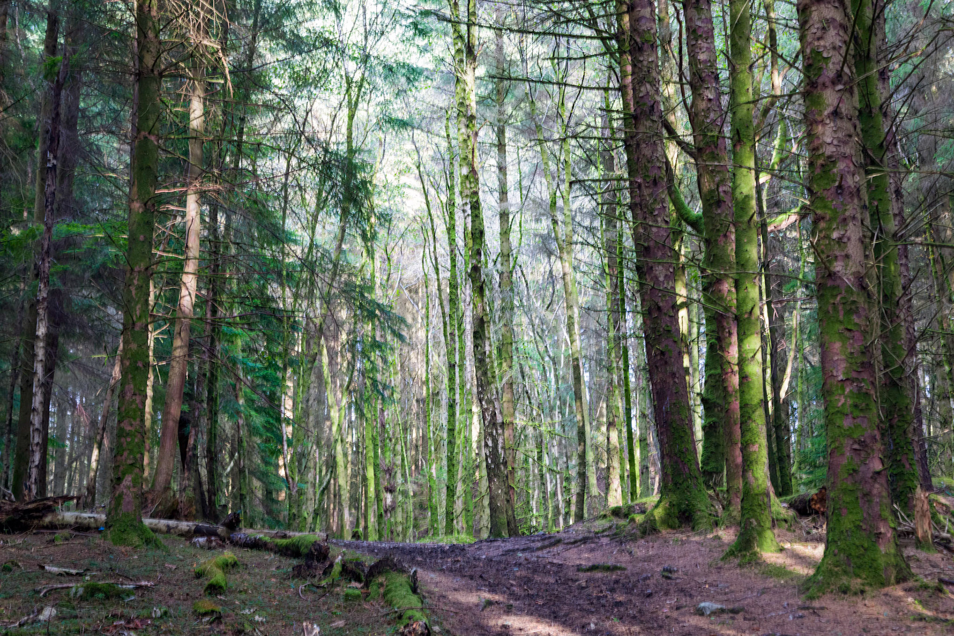 In the Glencoe forest