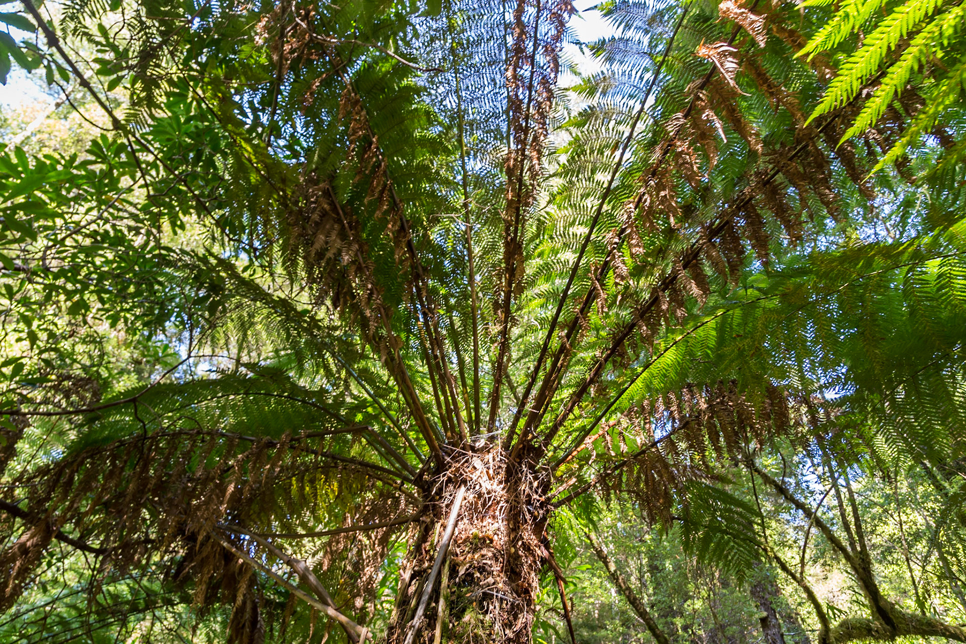 Manfern (Dicksonia antarctica)