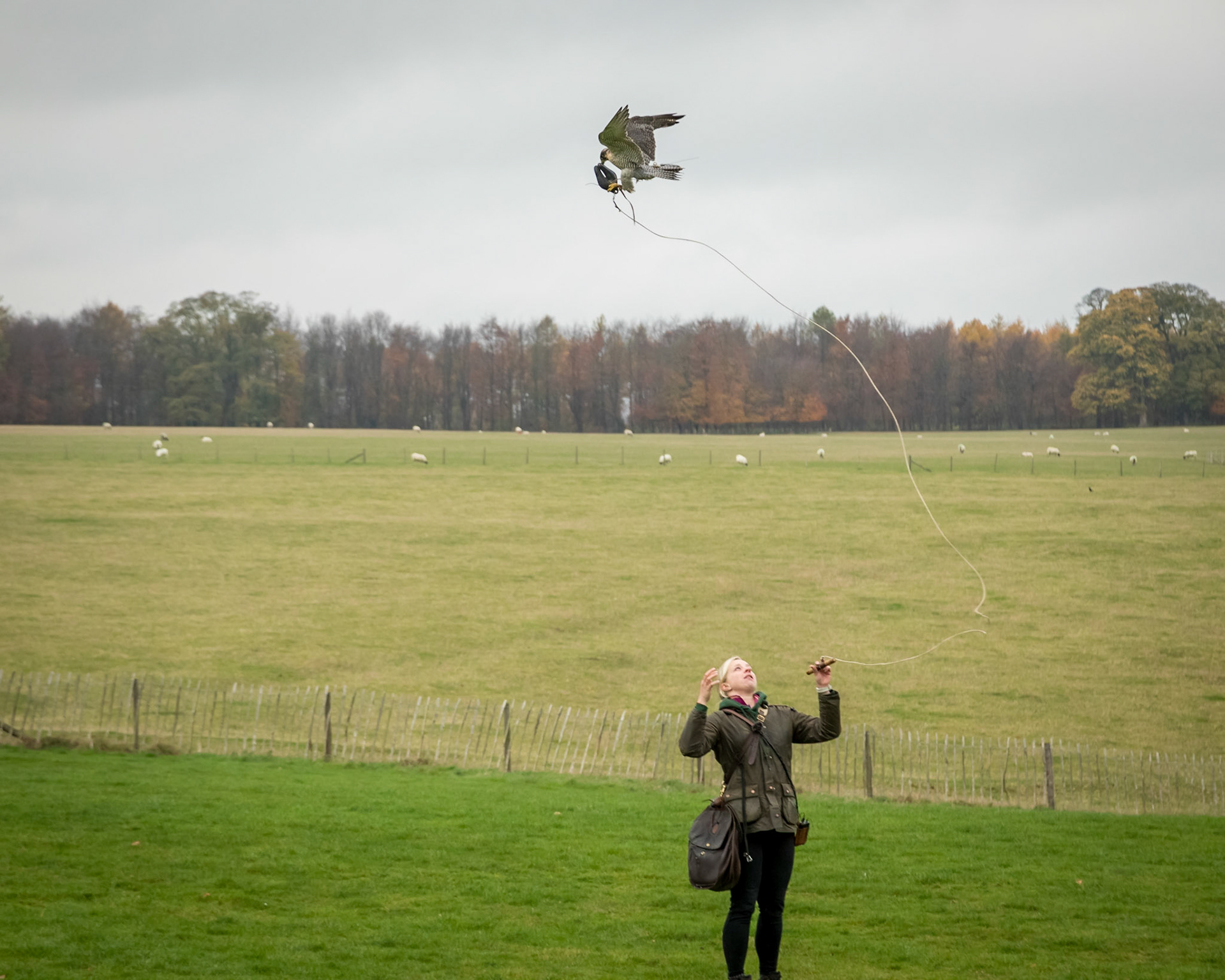 Hybrid Falcon (Stoberos ? &amp; Peregrine) in the flying ground.