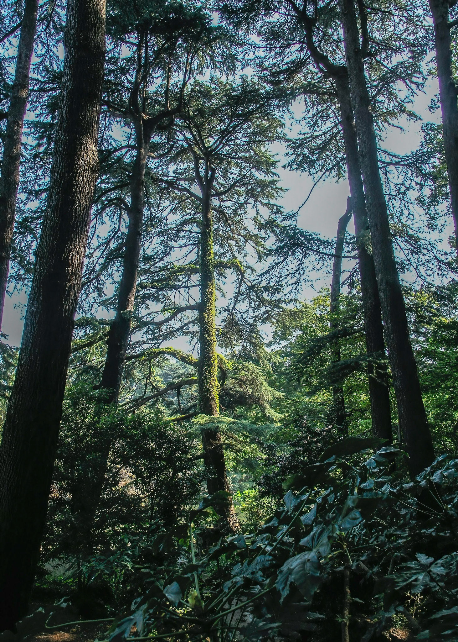 Shinjuku Gyoen National Garden