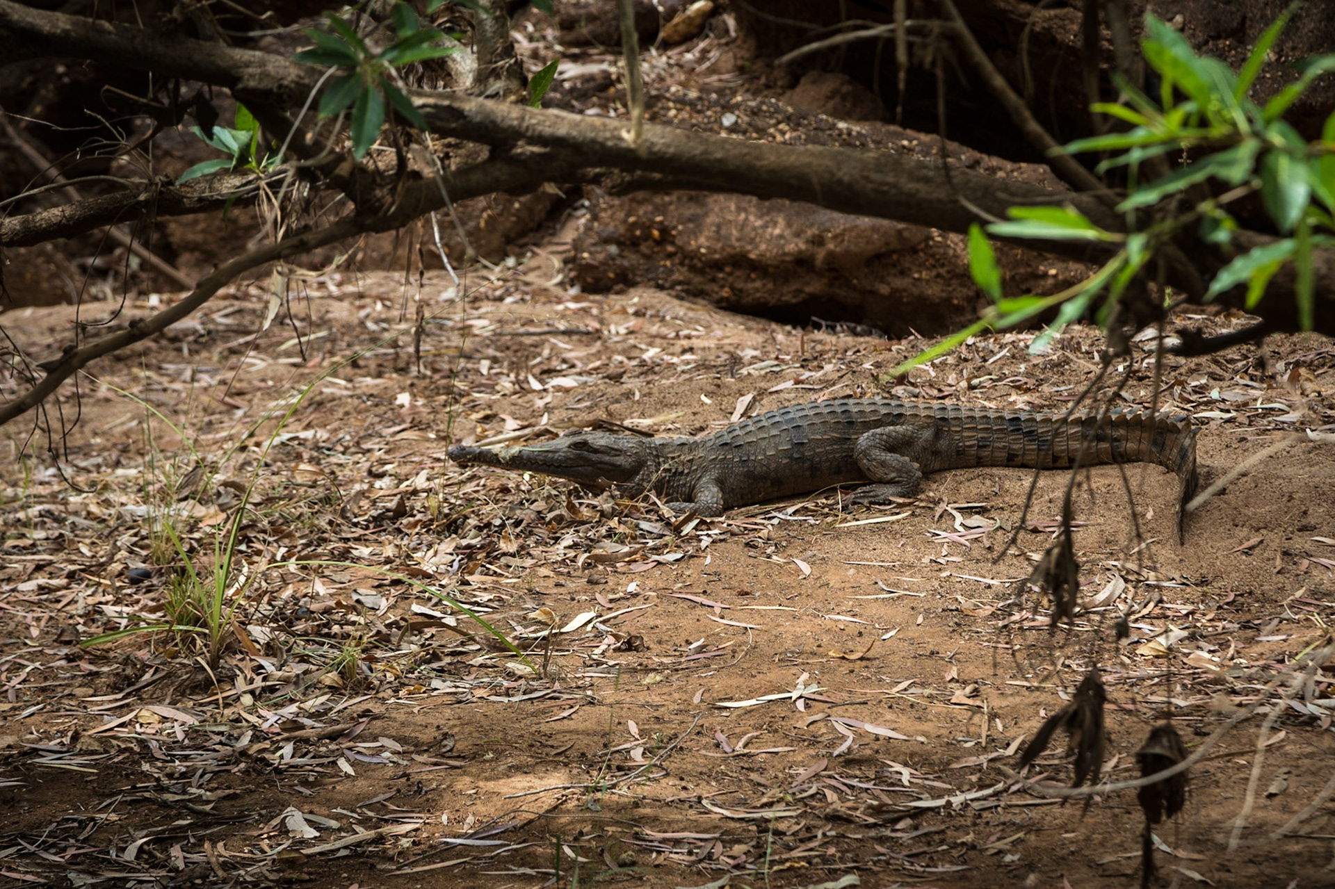 Crocodile, In Cobbold Gorge