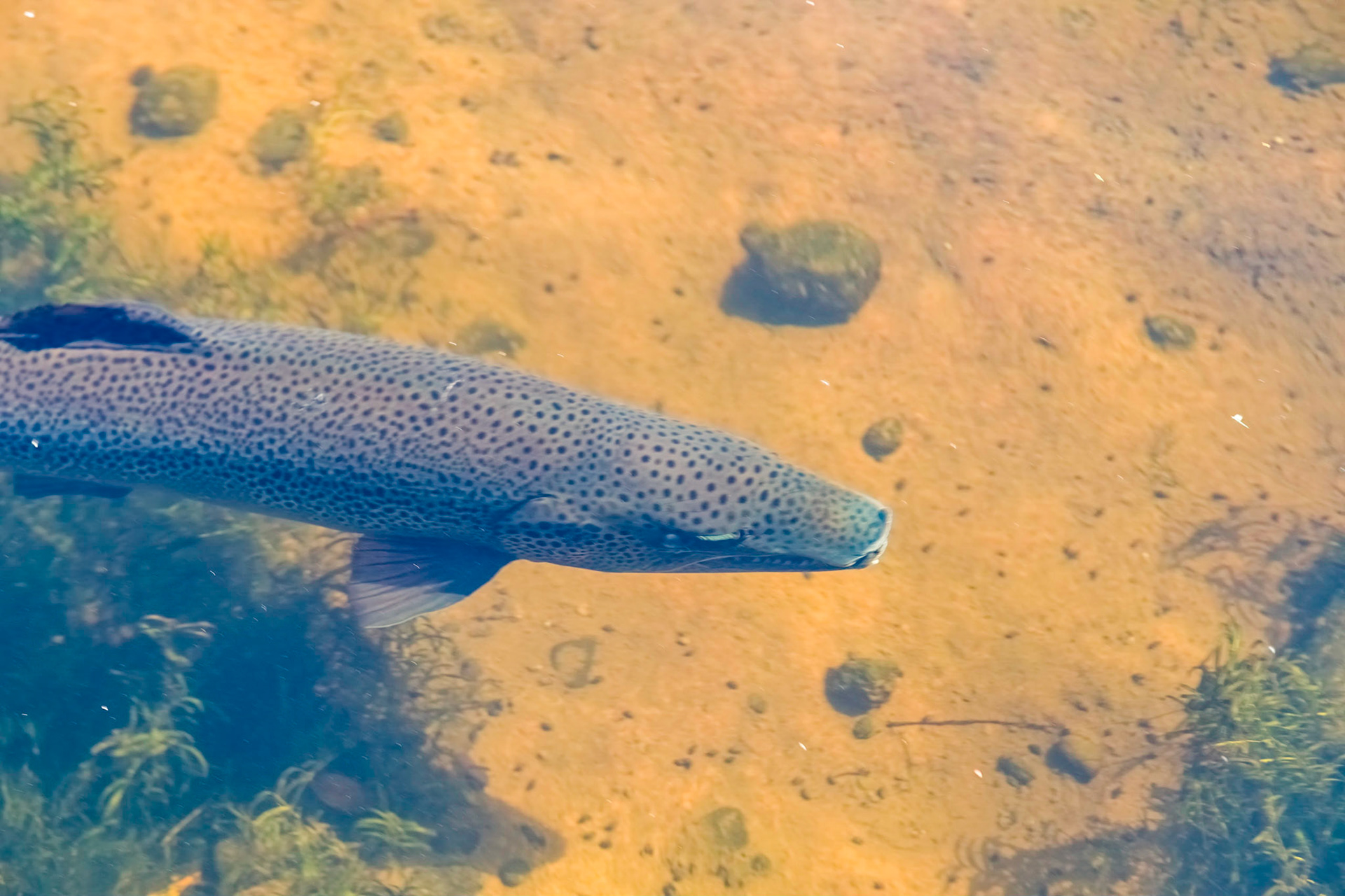 Atlantic Salmon. 'Salmo salar', North Atlantic.  At SALMON PONDS Heritage hatchery and gardens.