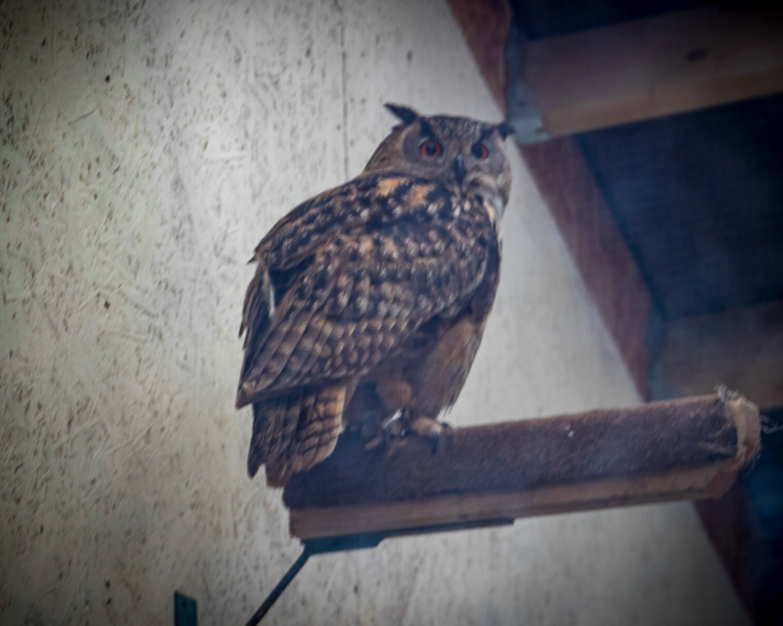 Eurasian Eagle Owl (Bubo bubo)
