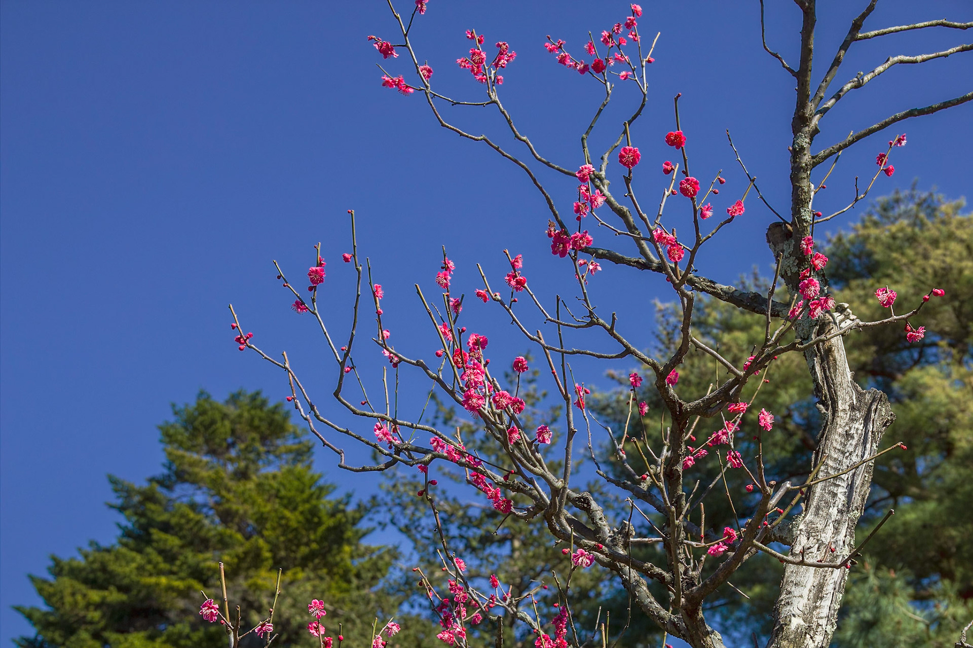 Plum Grove. 20 types. Kenrokuen Garden