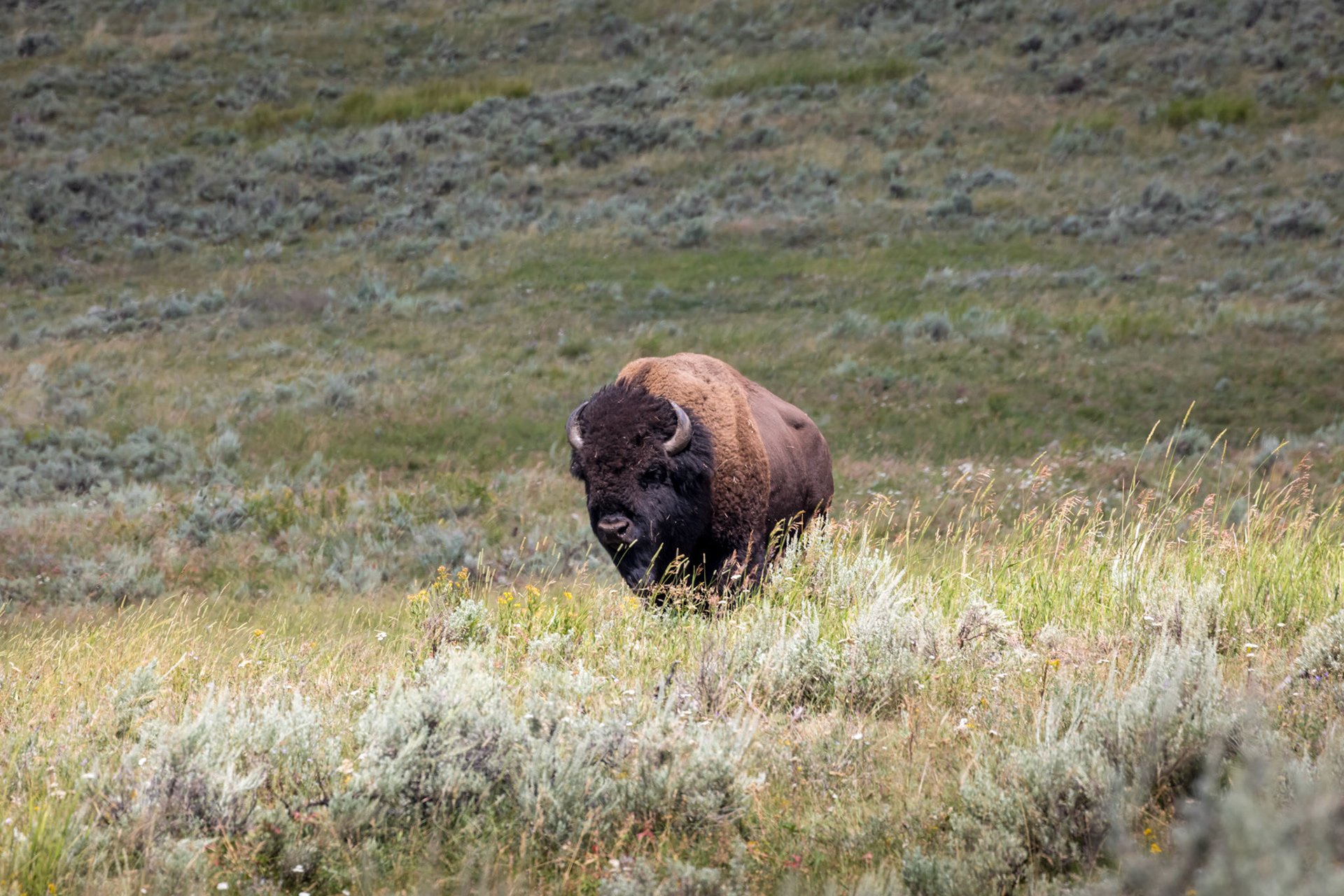 Bison bull in the Lamar River Valley , NE Entrance Road, Yellowstone National Park, Wyoming.