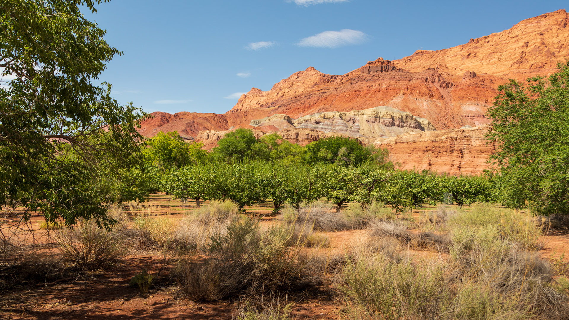 Orchard, at the Historic Lonely Dell Ranch, Glen Canyon