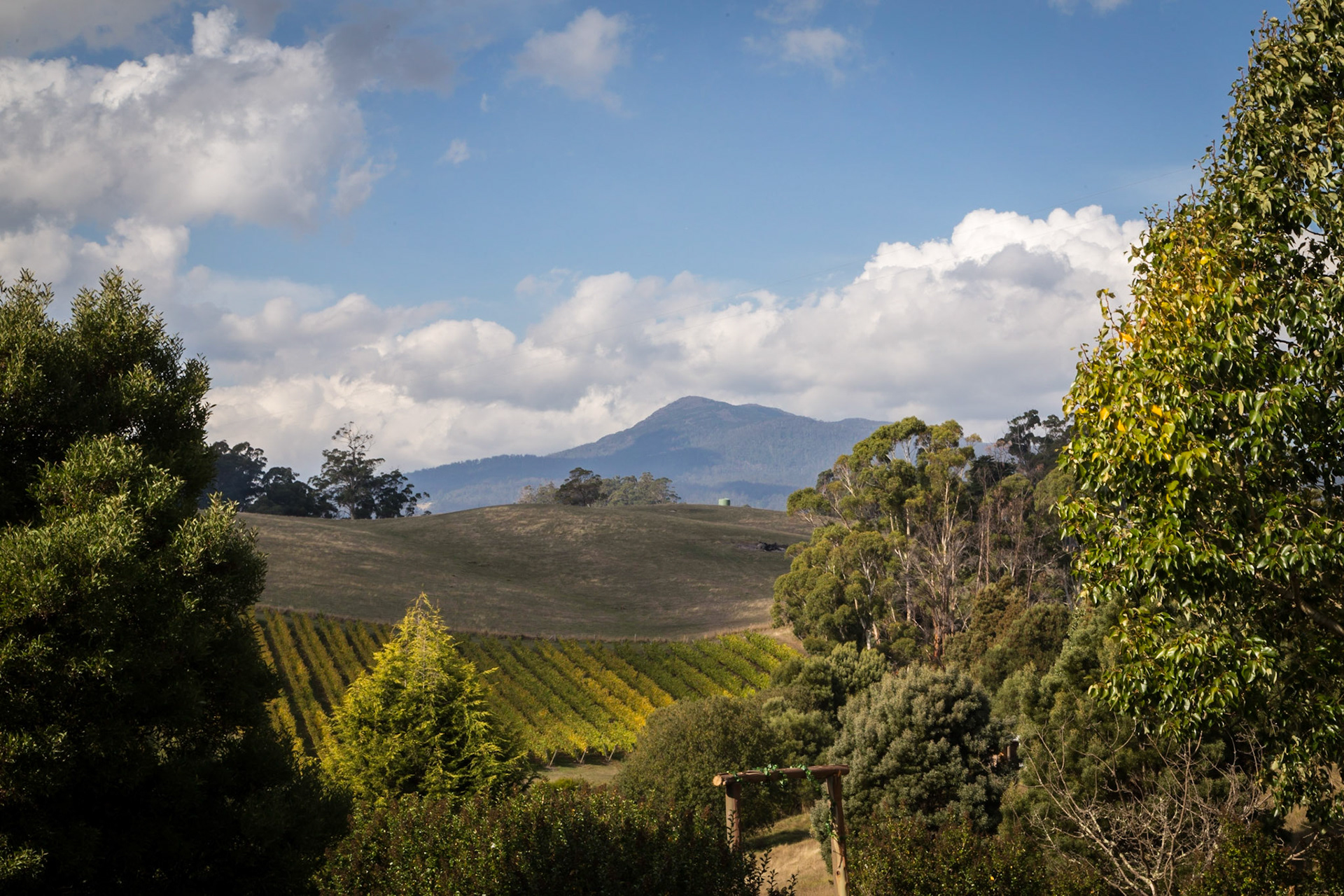 Leaning Church Vineyard, view to Mount Barrow