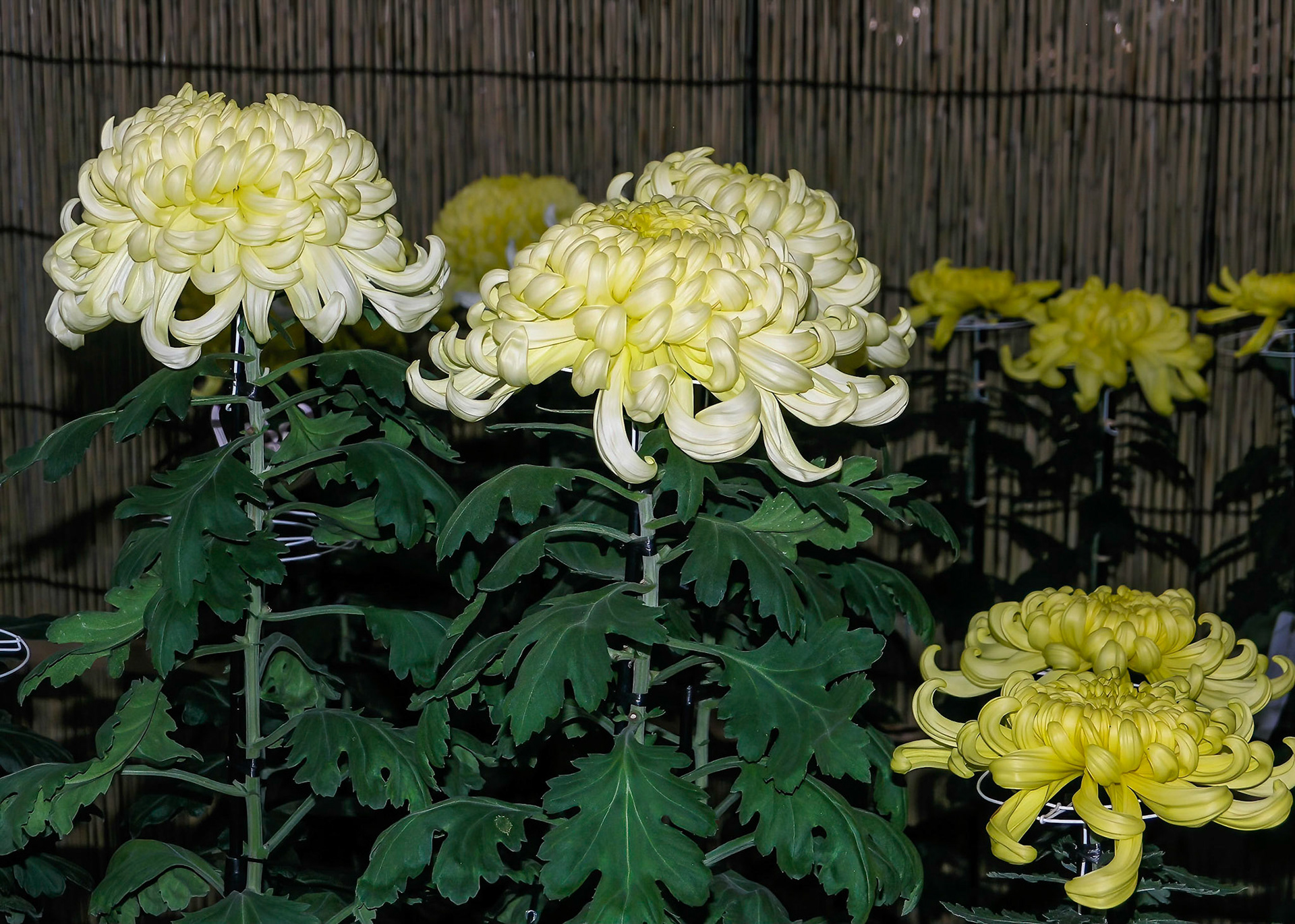Meiji Jingu, flowers