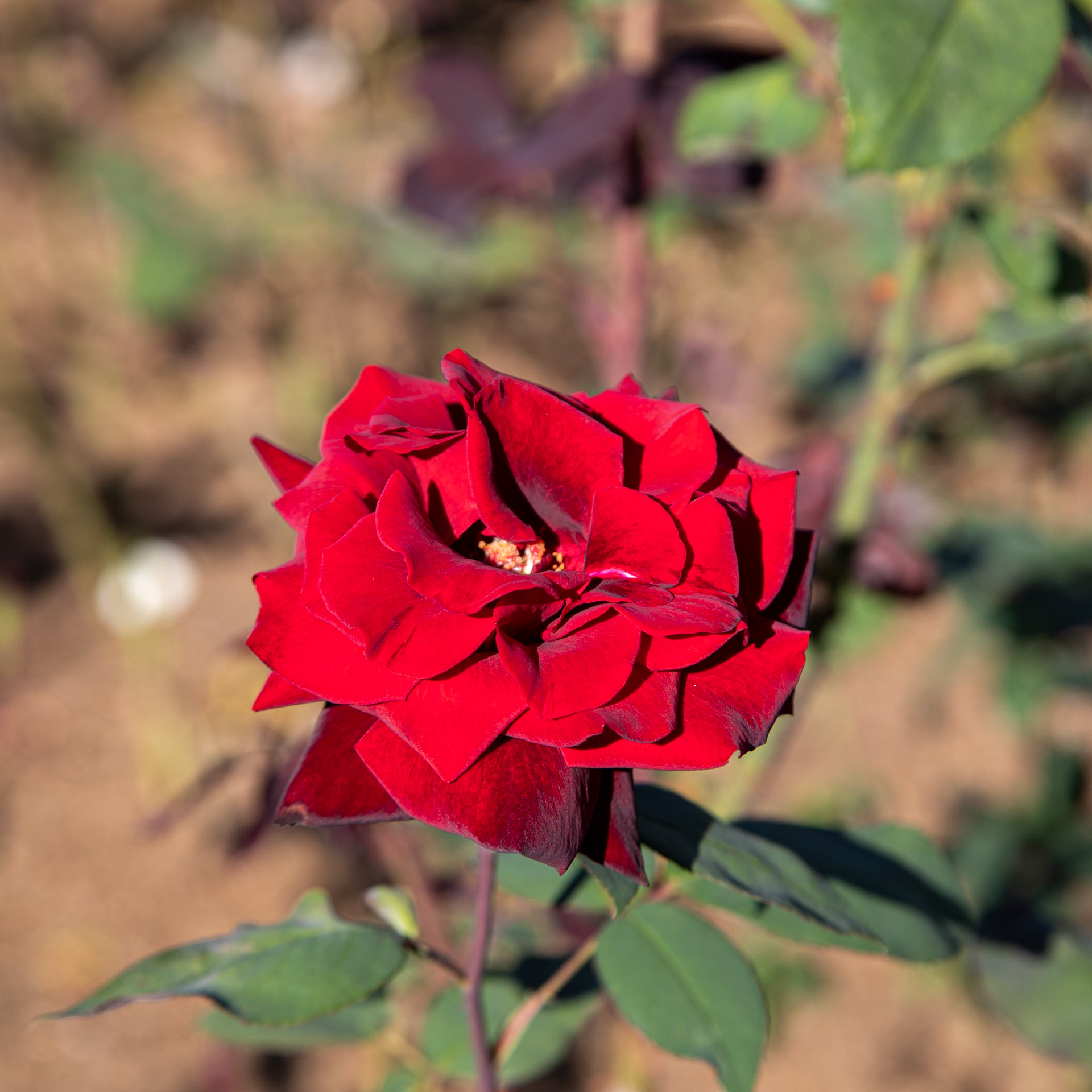 Woodland Park Rose Garden