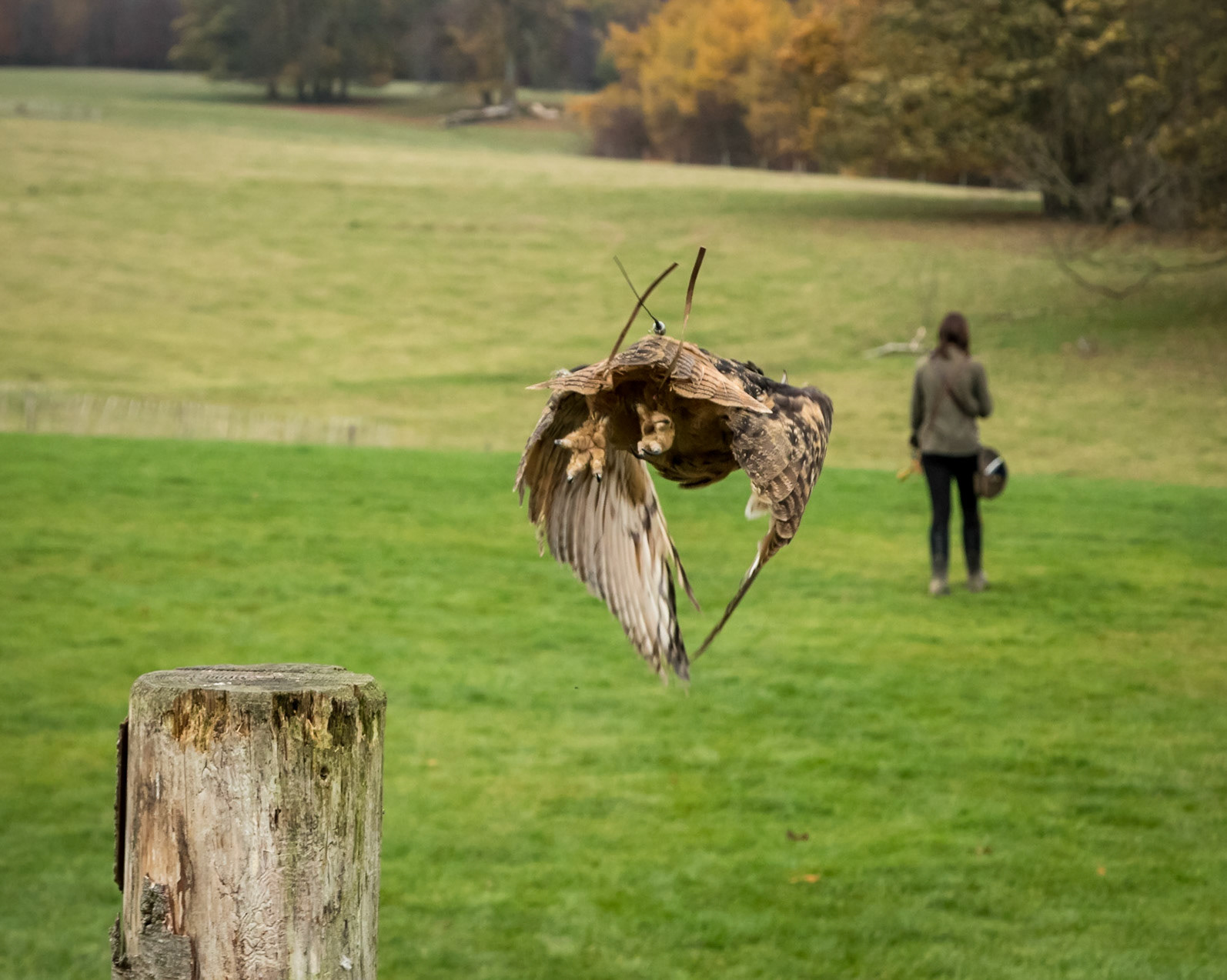 Eurasian Owl in the flying ground
