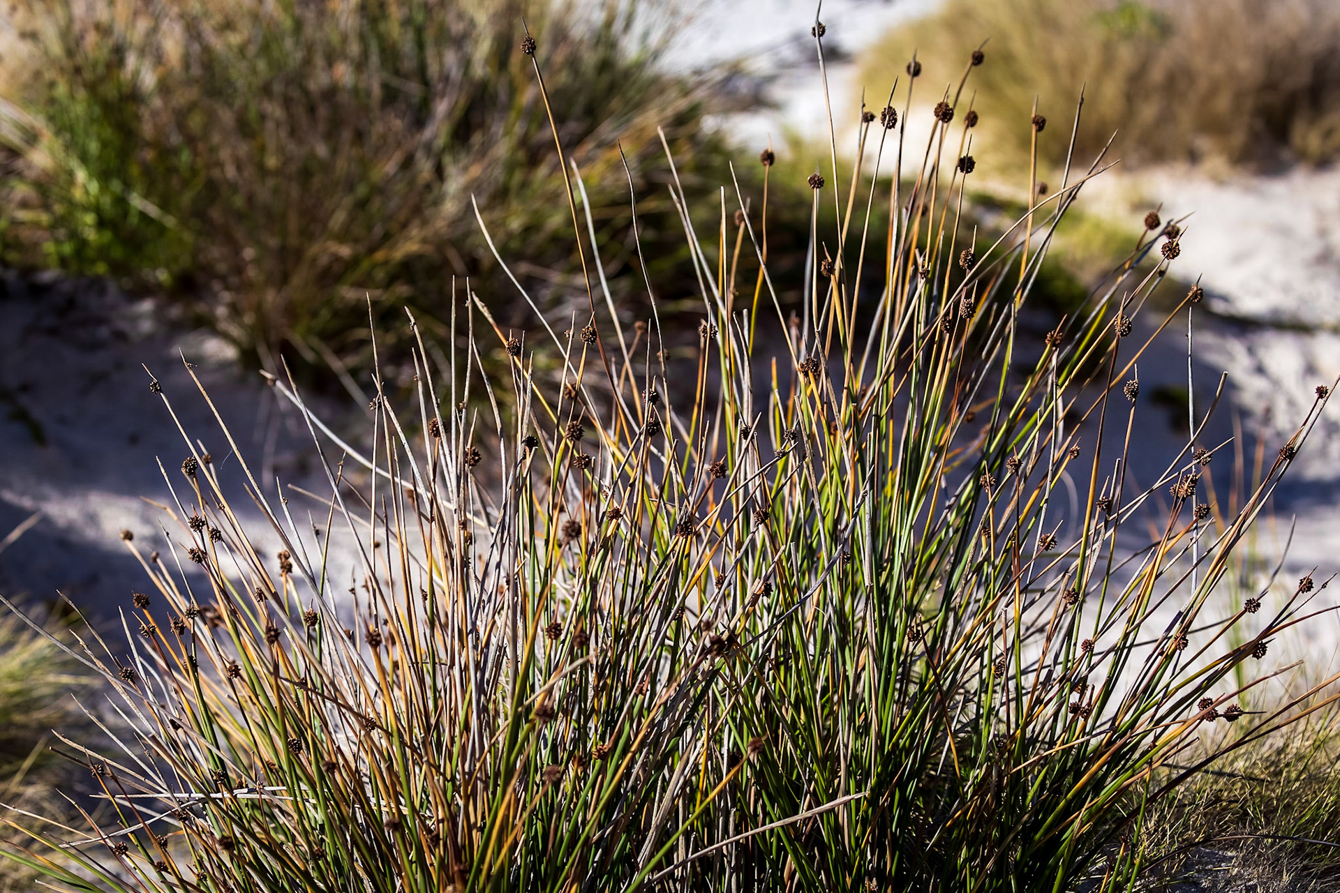 Buttongrass at the beach