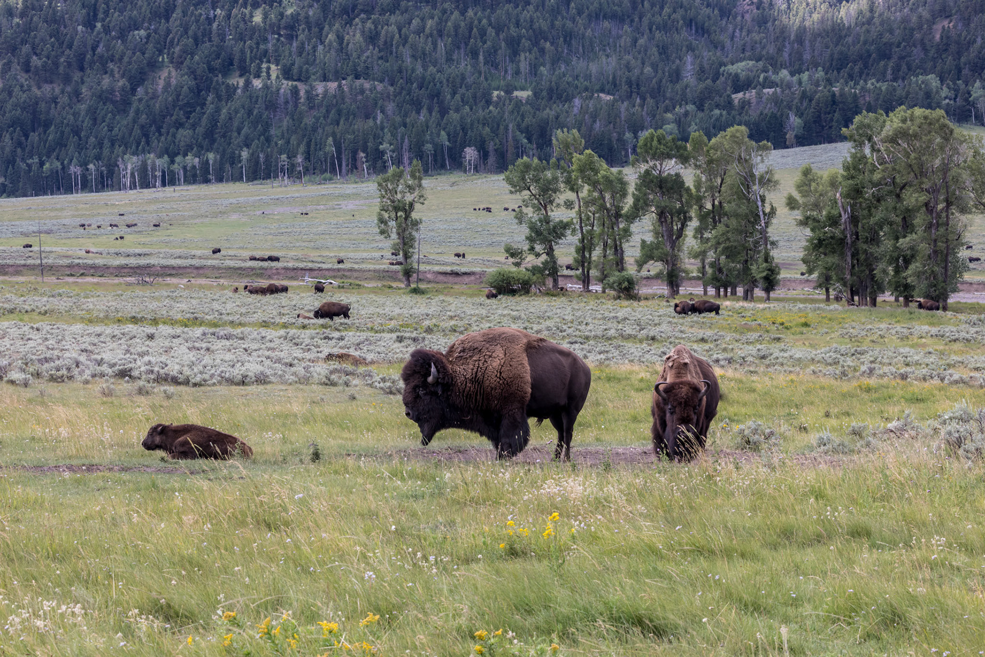 Bison in the Lamar River Valley , NE Entrance Road, Yellowstone National Park, Wyoming.