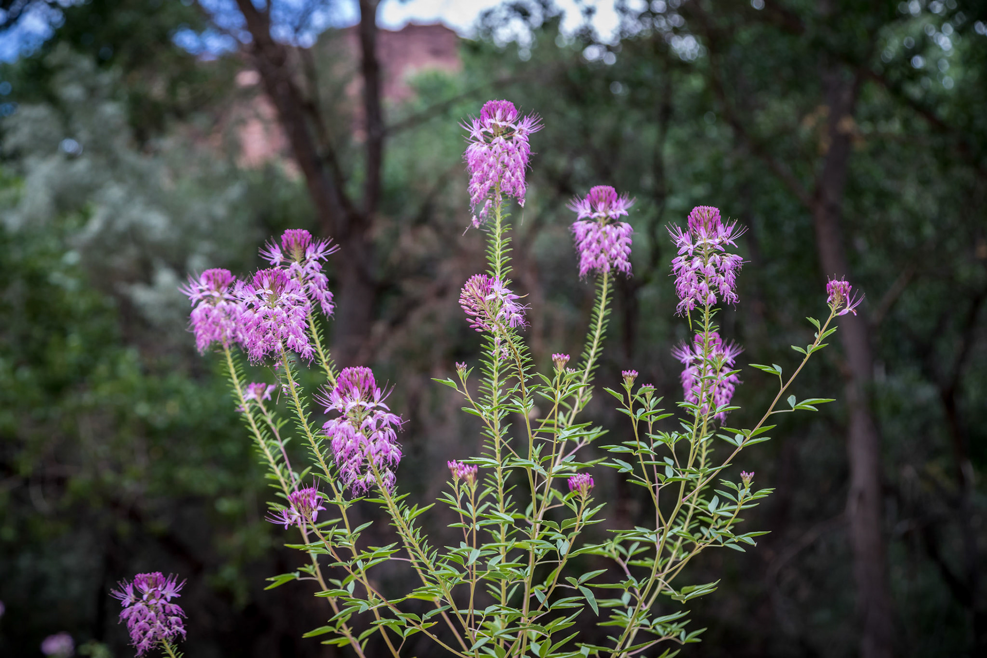 Colorado Bee Plant in Canyon de Chelly