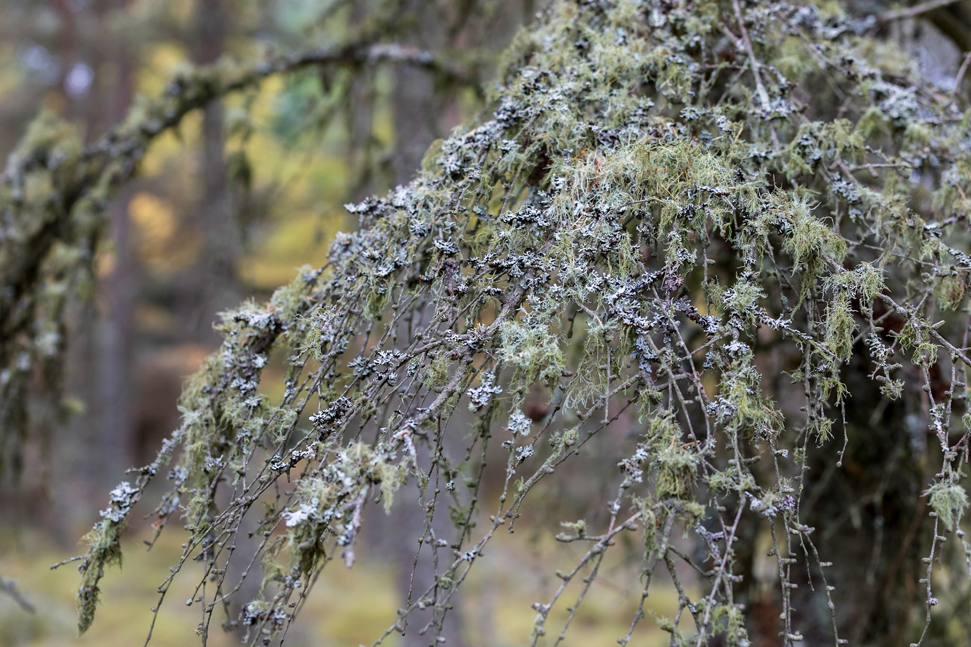 In the forest on Eathie Hill, on the way to Cromarty. Highlands.