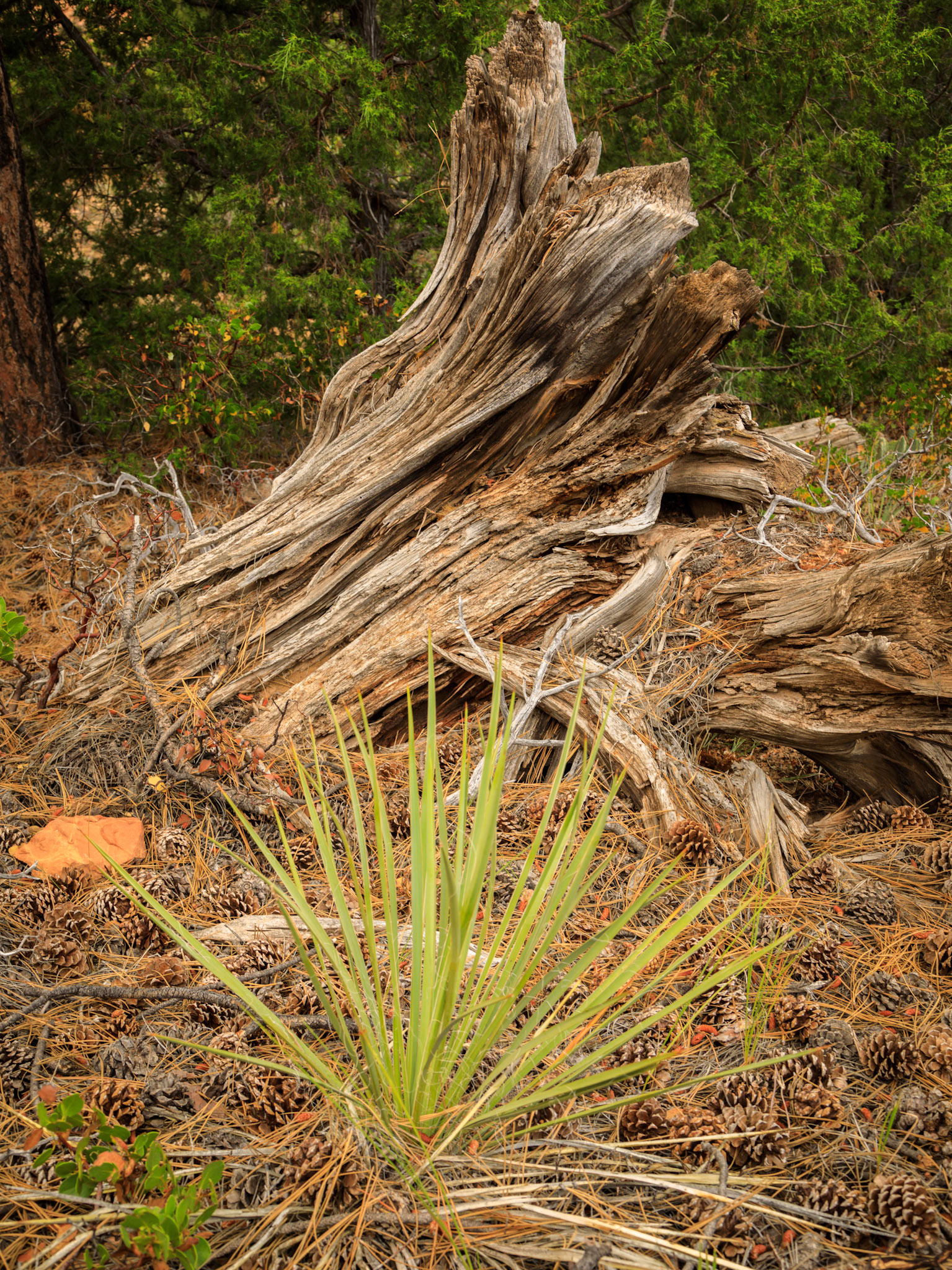 On the Pine Creek Valley Floor