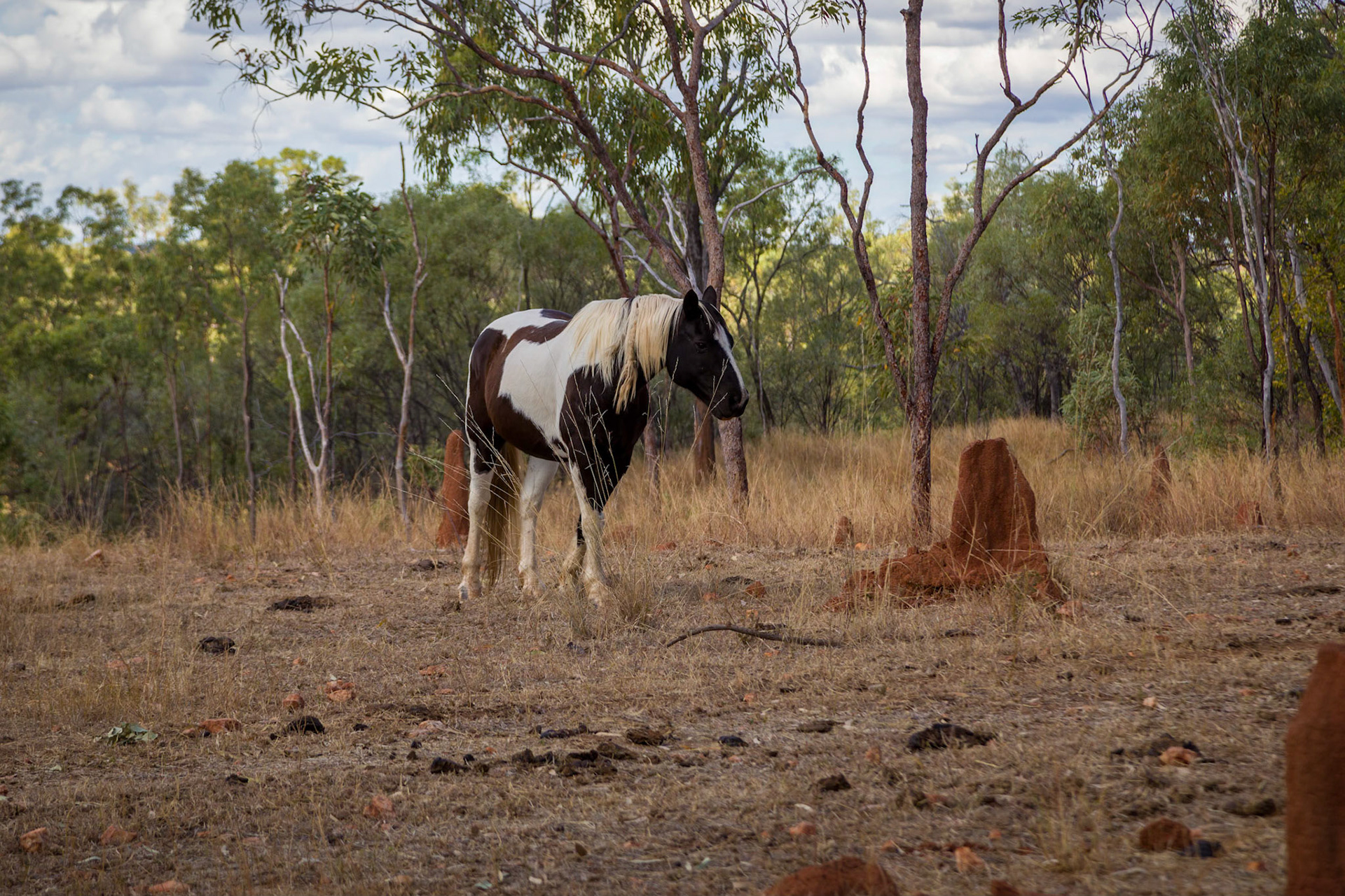 Solitary horse out in the savannah