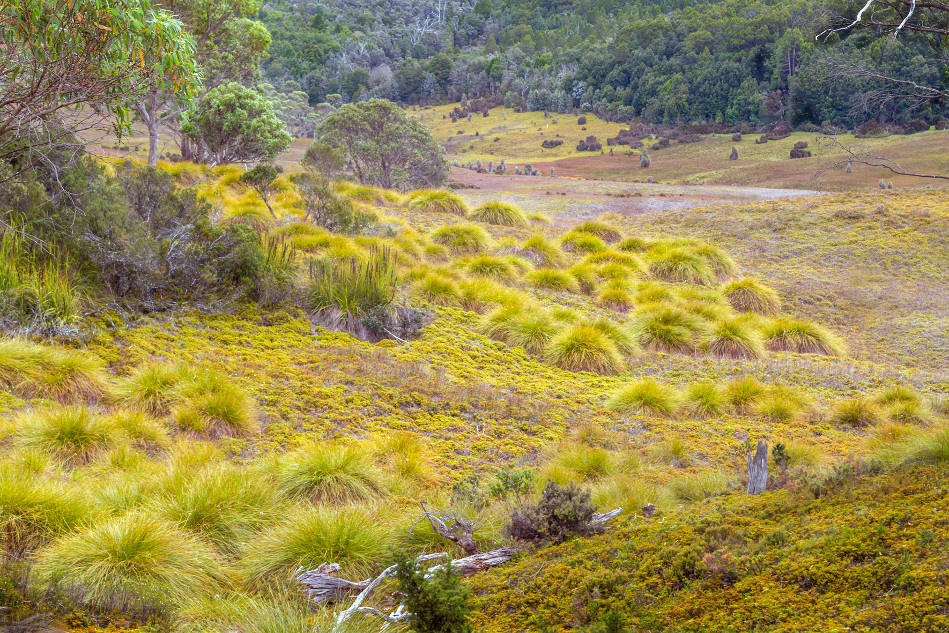 Cradle Valley, Cradle Mountain - Lake St Clair National Park