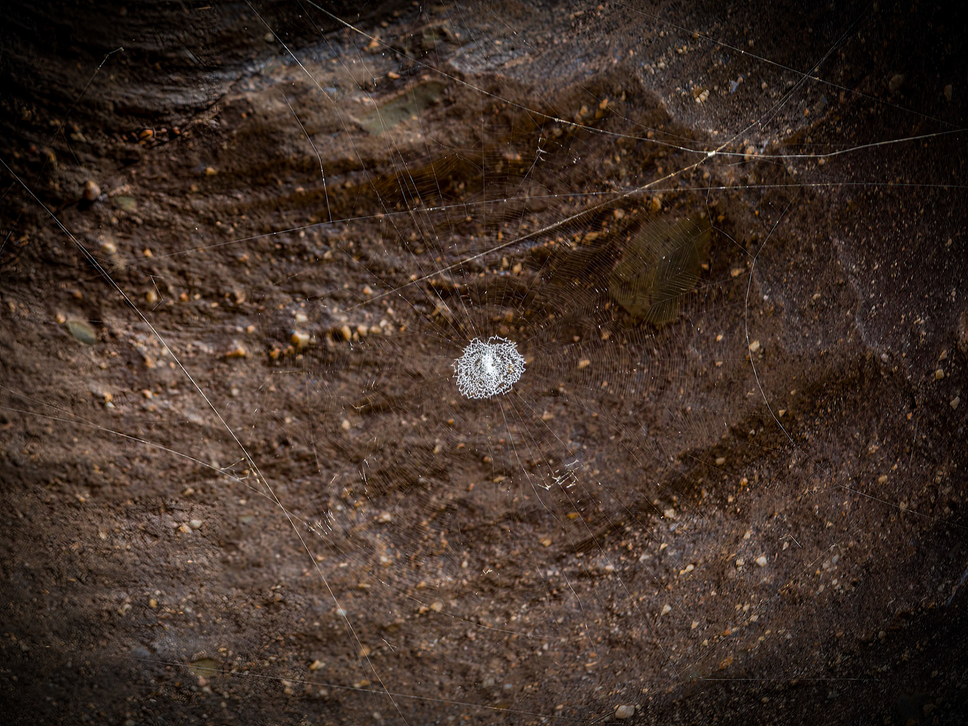 A "Doily" Web, in Cobbold Gorge