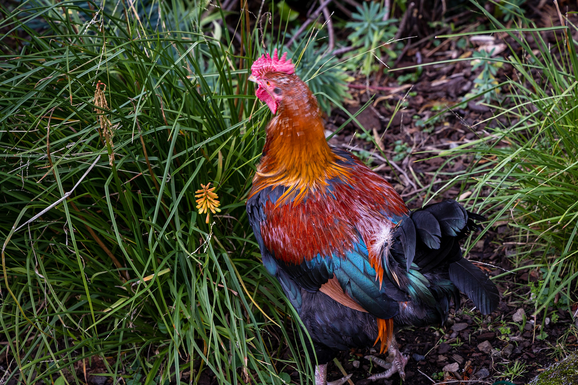 Colourful rooster in the gardens of the Cascade Brewery Bar