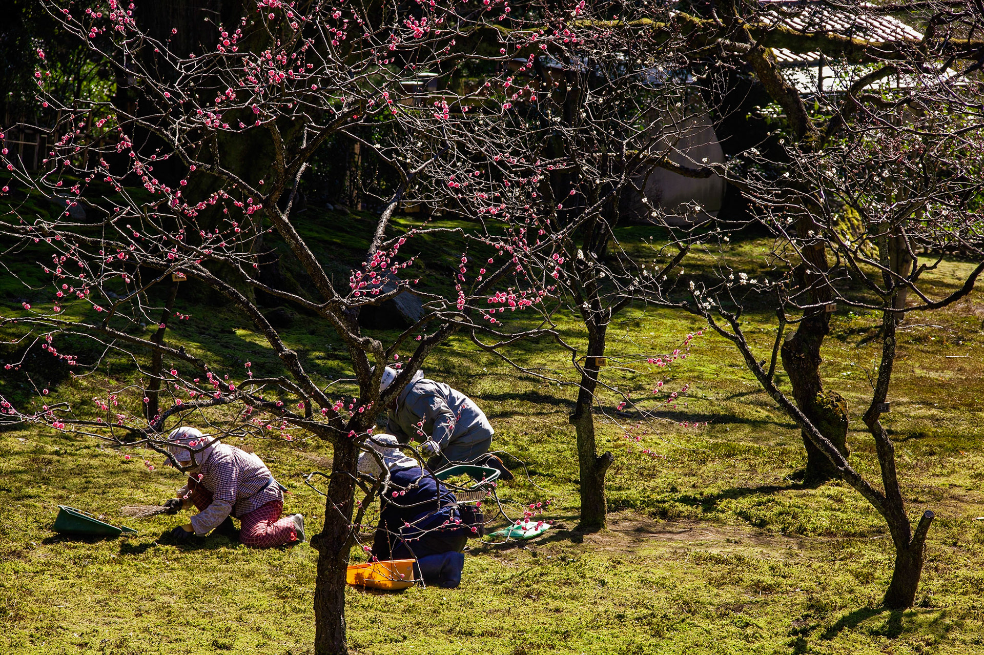Plum Grove. 20 types. Kenrokuen Garden