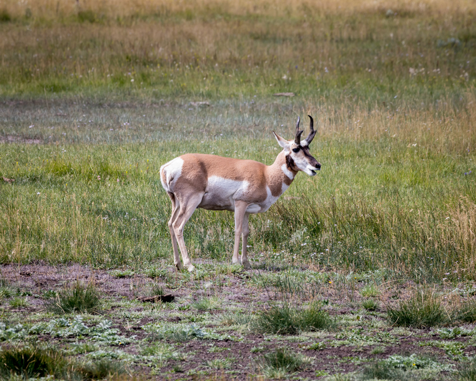 Pronghorn antelope - male