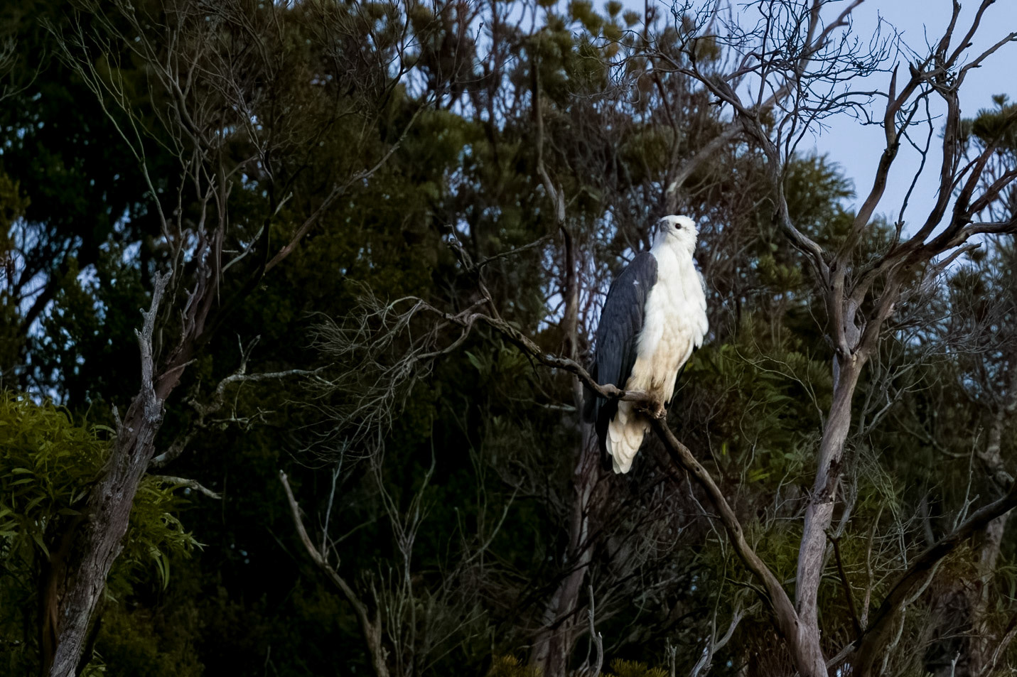 White-bellied sea eagle: Sunrise cruise around Lourah Island.