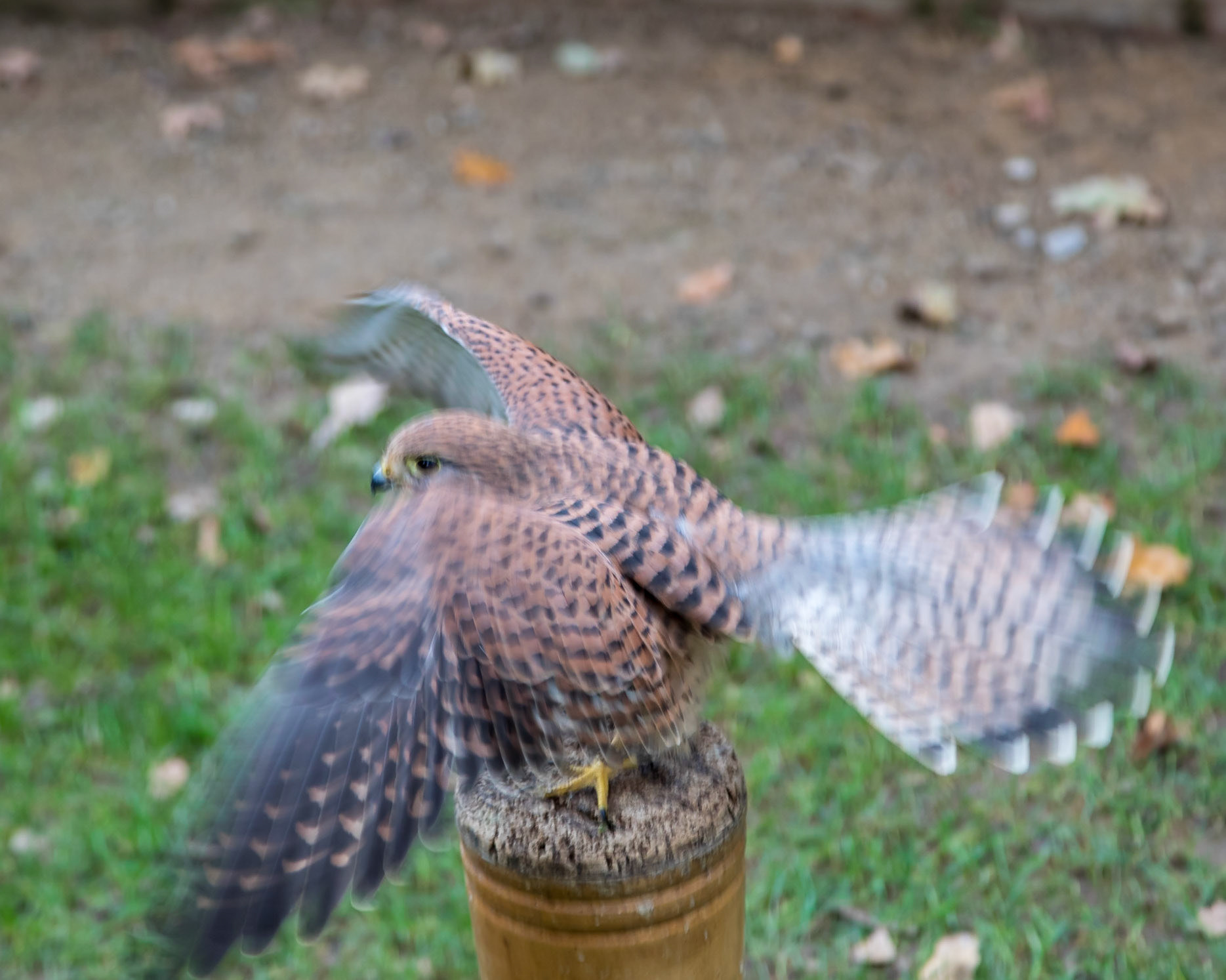 Along the Hawk Walk. They are trained birds, flown  free daily for around 8 months of the year.