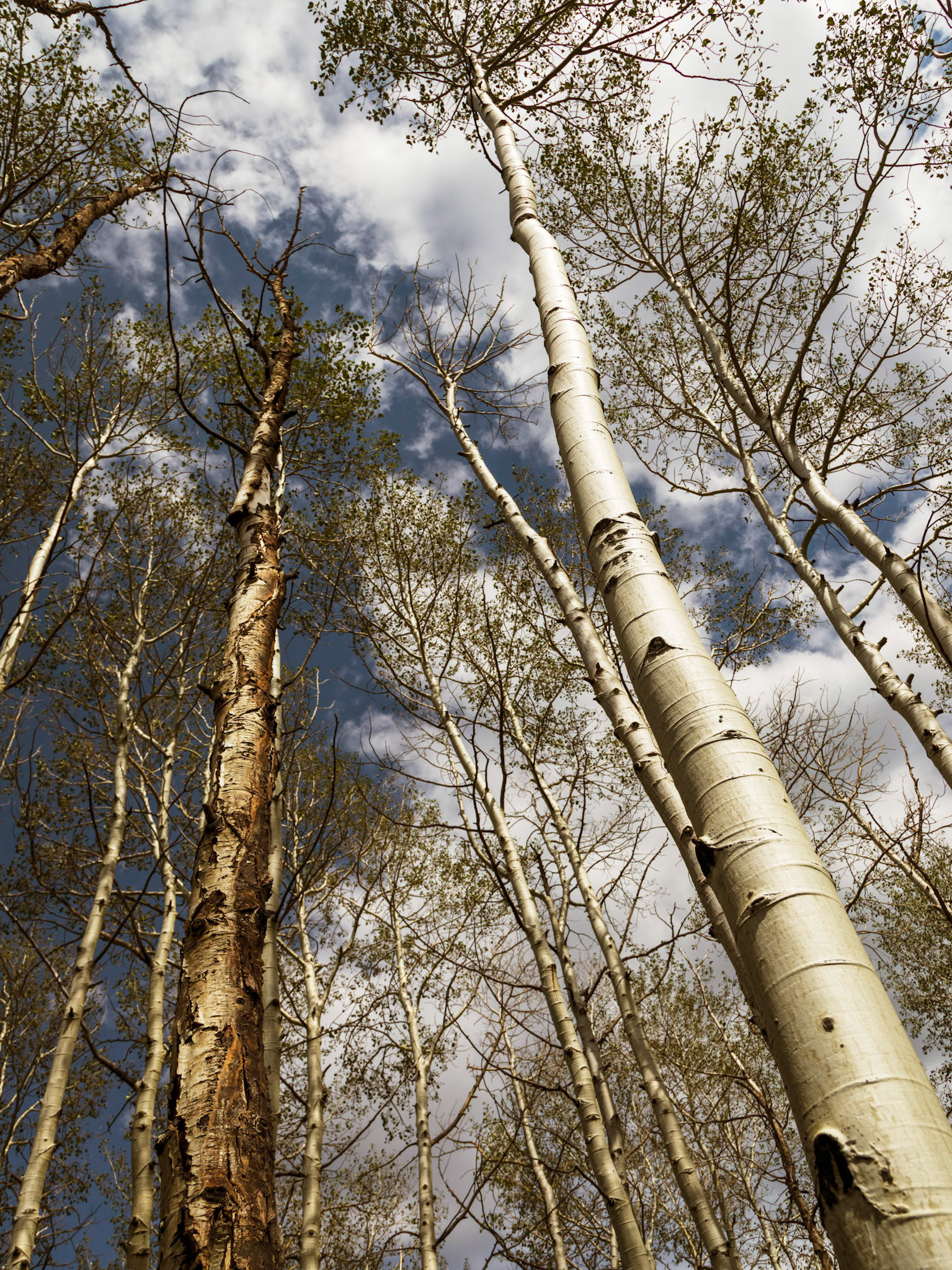 Forest around the Mason Draw Campground, on FR4821 deviation off the La Sal Loop Road.