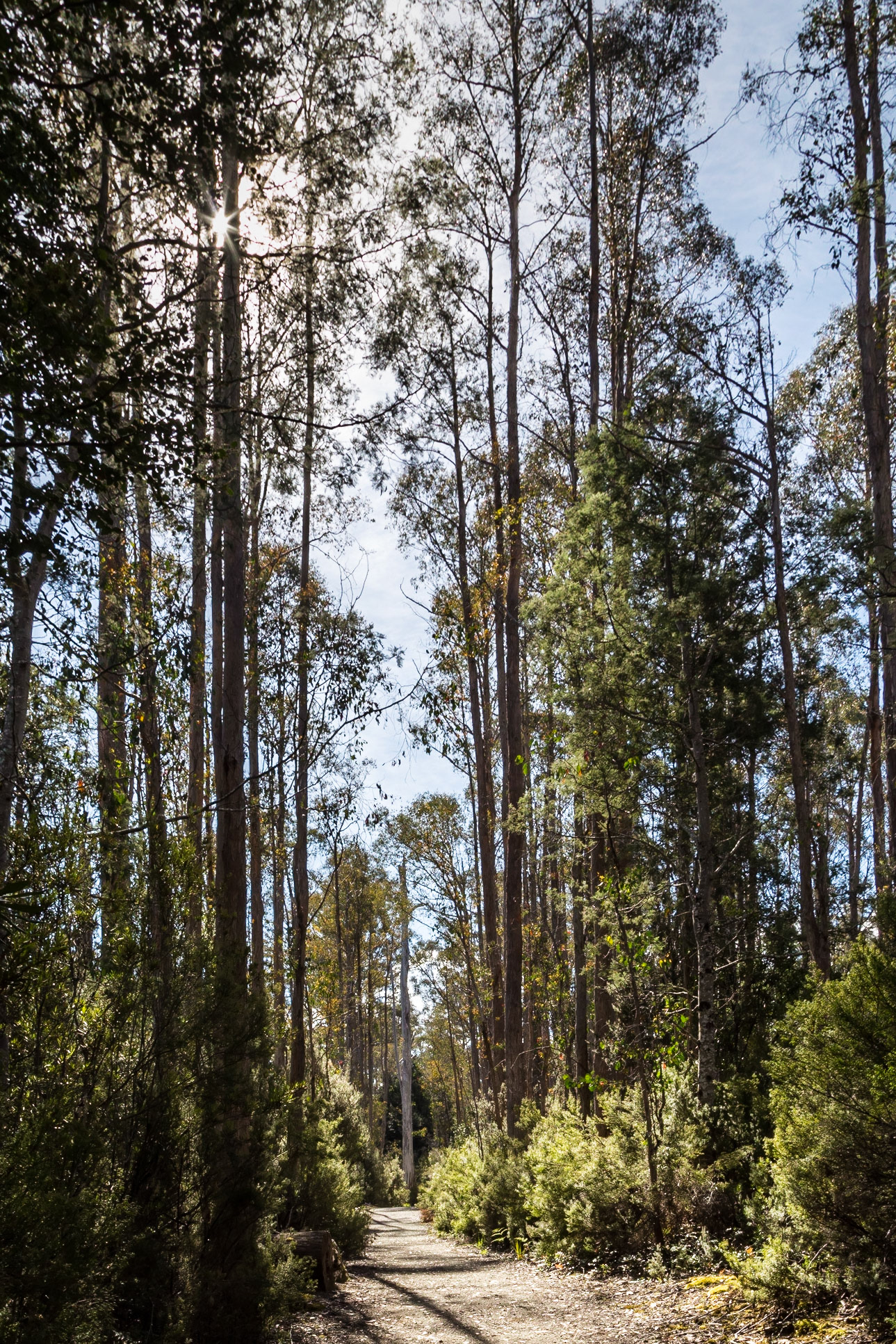 Lake St Clair - Watersmeet Nature Trail