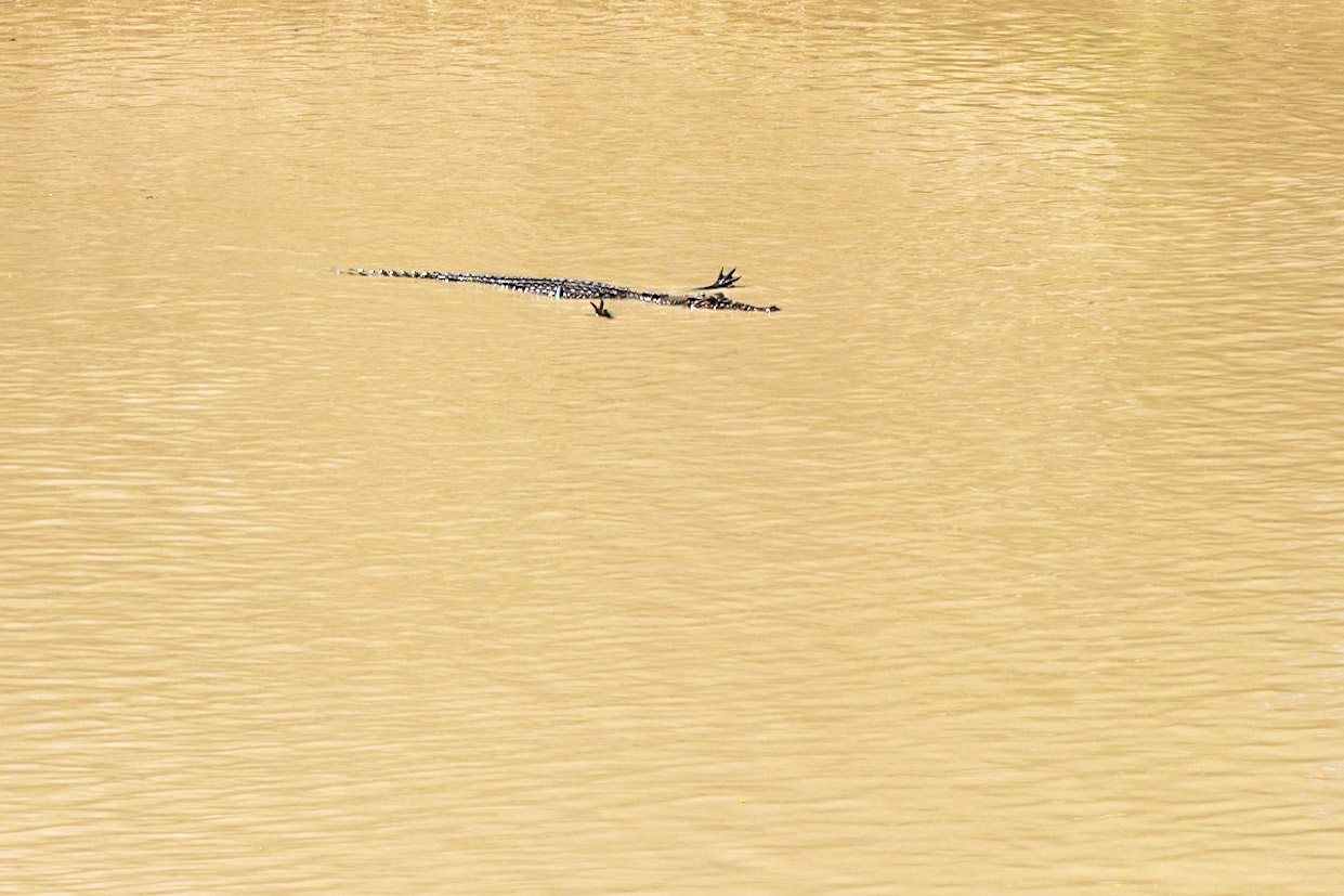 Crocodiles at Cahills Crossing, East Alligator River