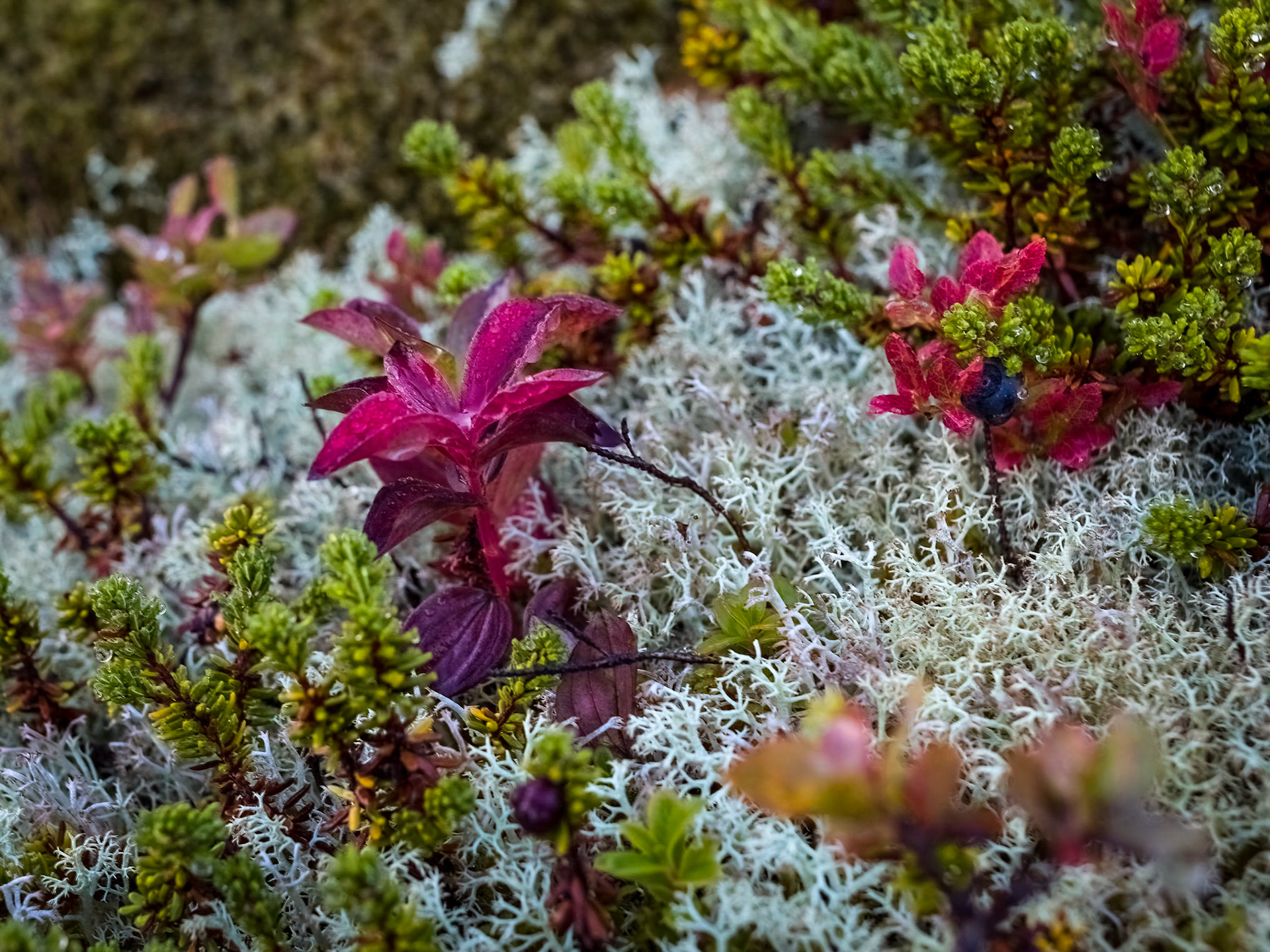 Roadside (Fv810) , Flakstad. 09:06 am