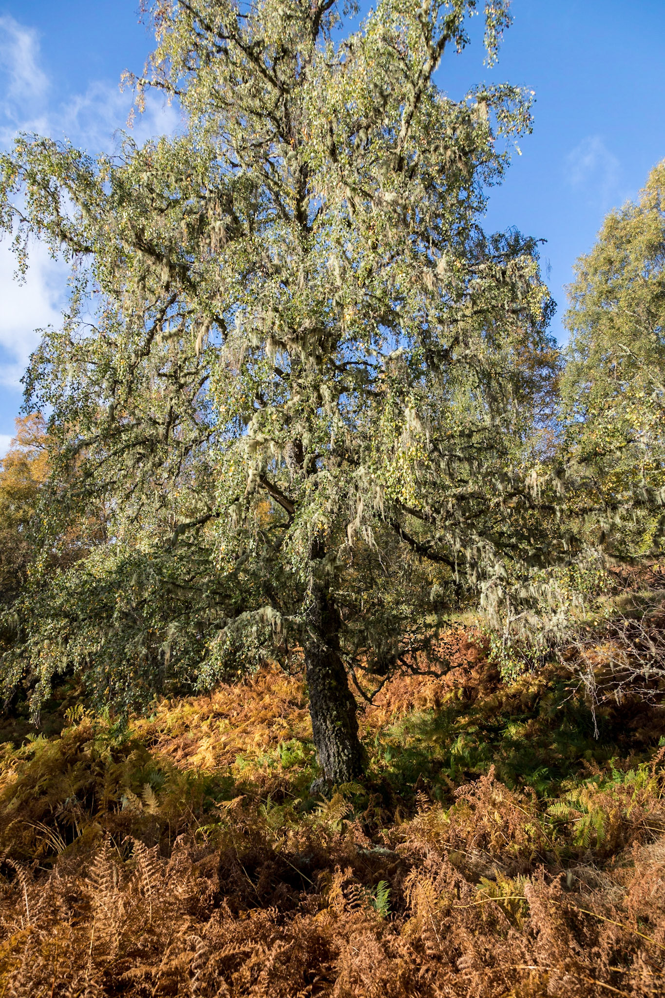 In Glen Affric, on a trail around Loch Beinn a' Mheadhoin, Highlands.