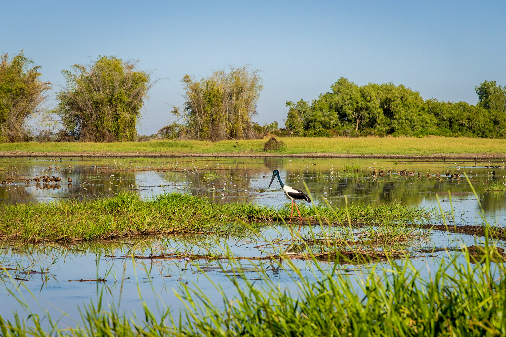 Corroborrie Billabong, Mary River
