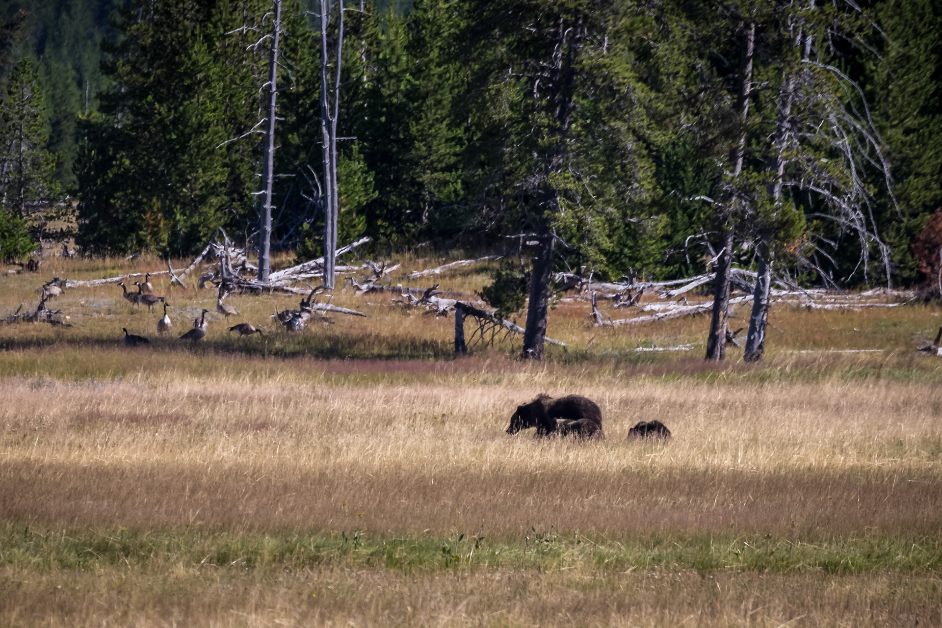Distant bear with 2 cubs