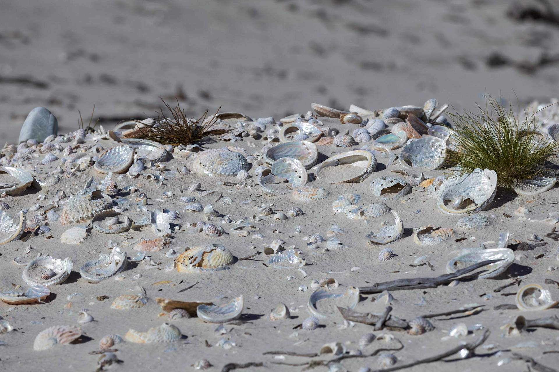 Evidence of long human habitation, vast stretch of middens on the beach at Stephens Bay.