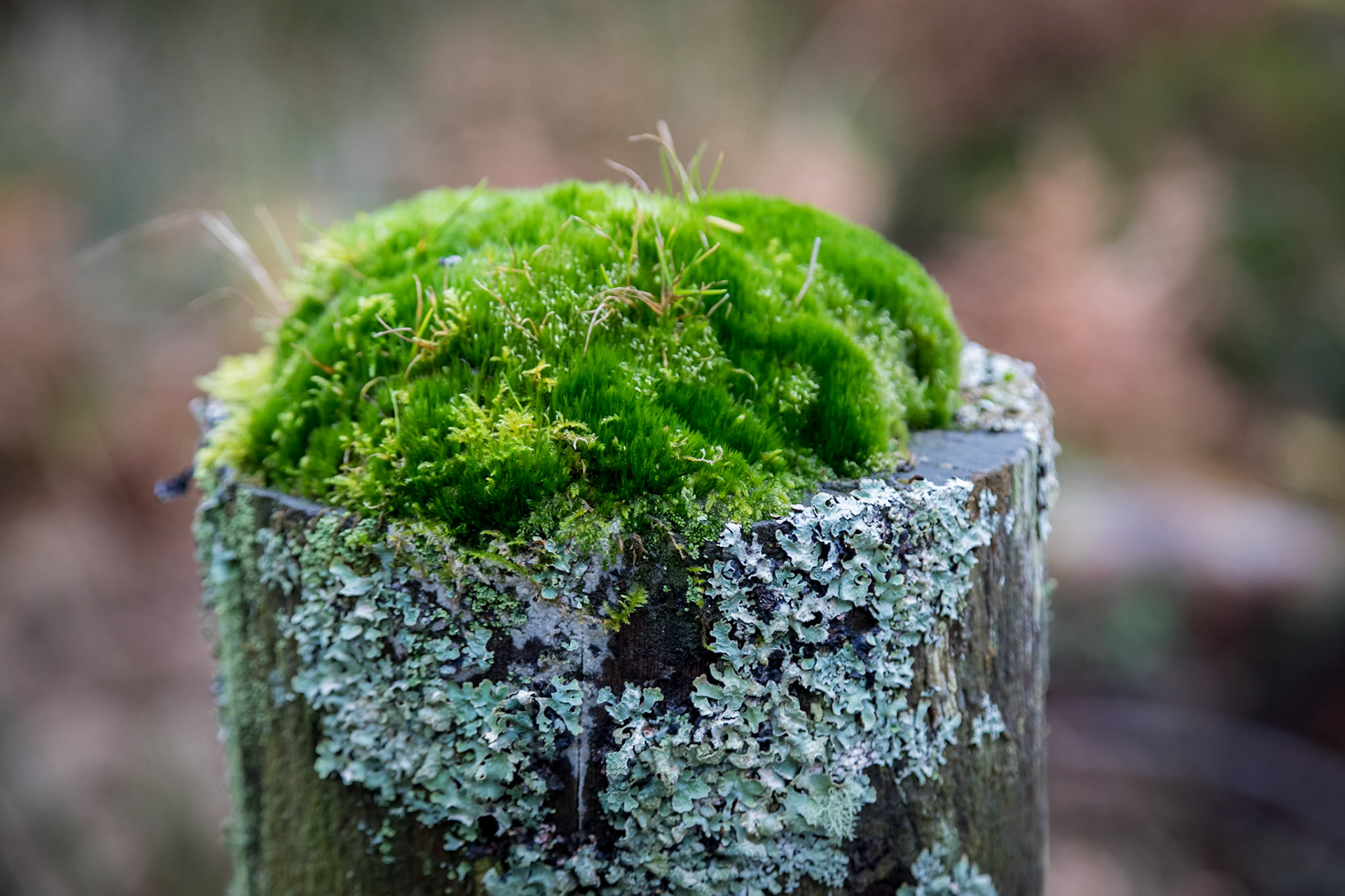 In a damp forest near the River Polly