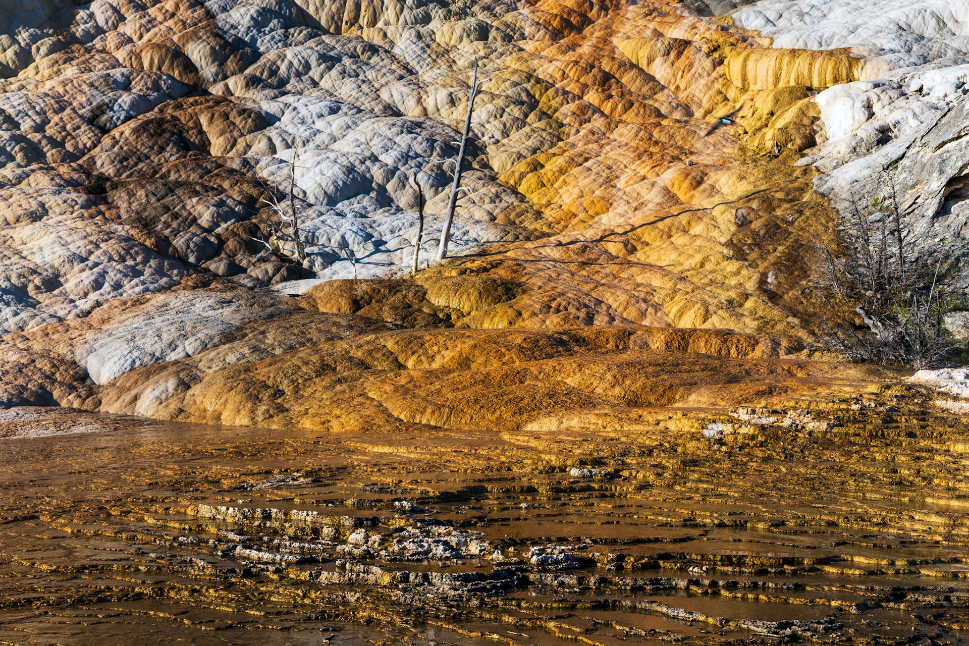 Upper Terraces, Mammoth Hot Springs. Yellowstone National Park, Wyoming.