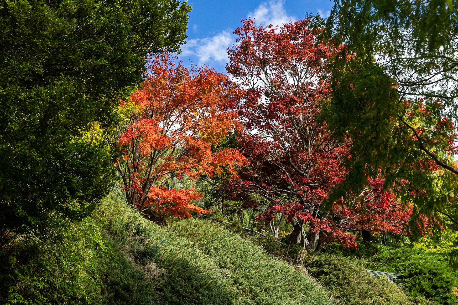 Autumn in the Cascade Gardens