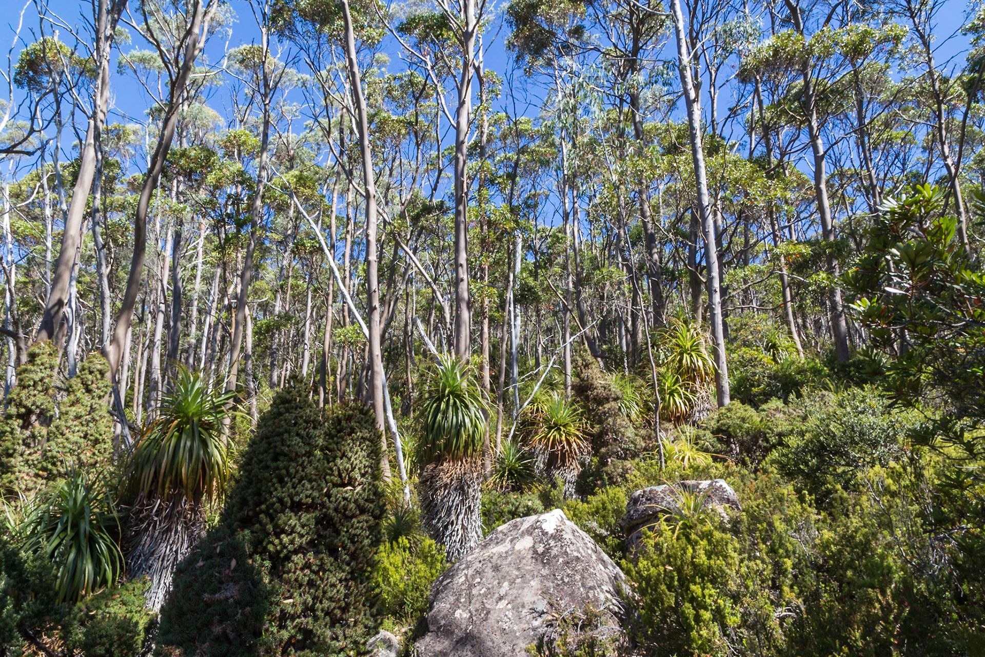 On the Pandani Grove walking trail. Lake Dobson - Mount Field National Park