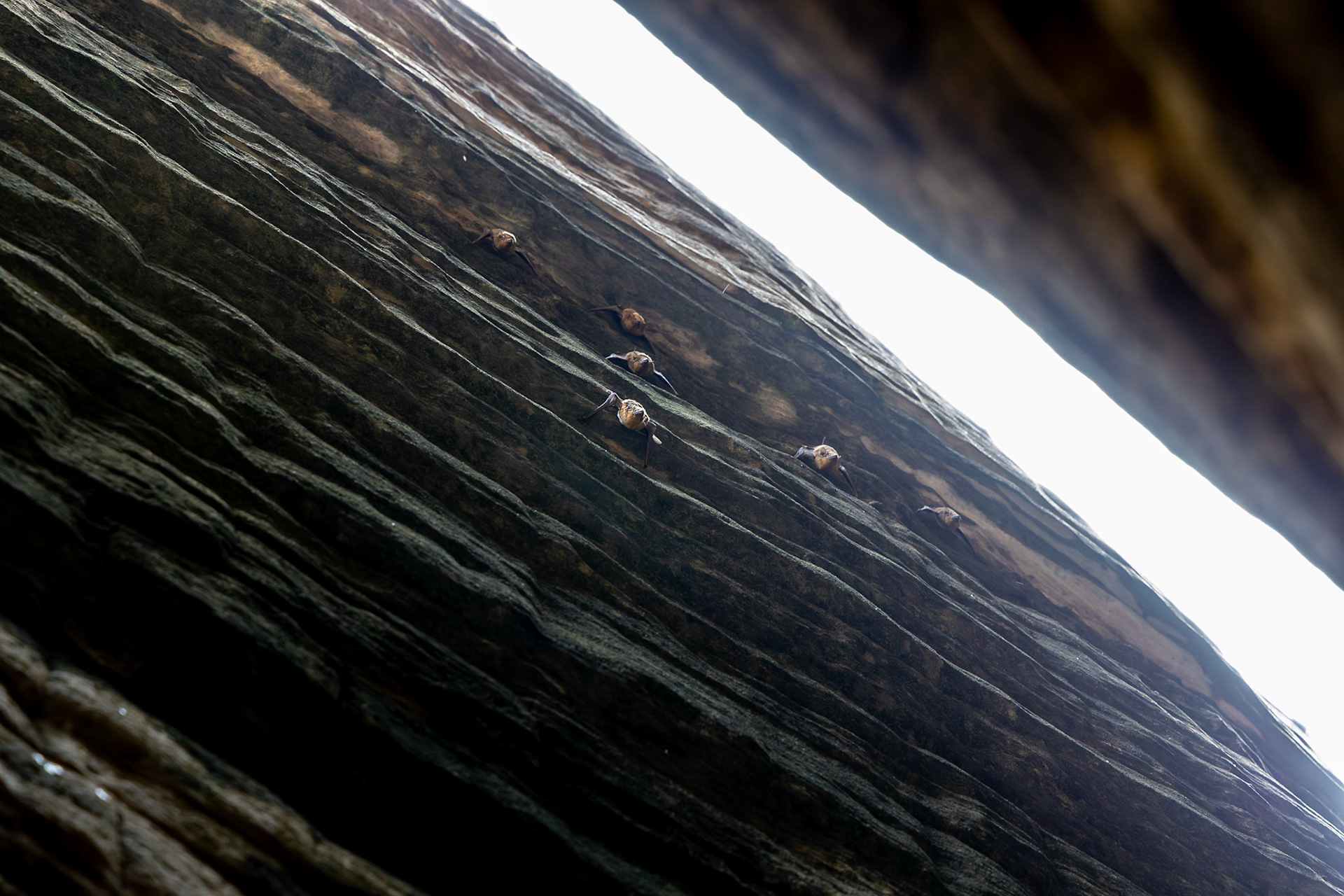 On Injalak Hill, micro-bats