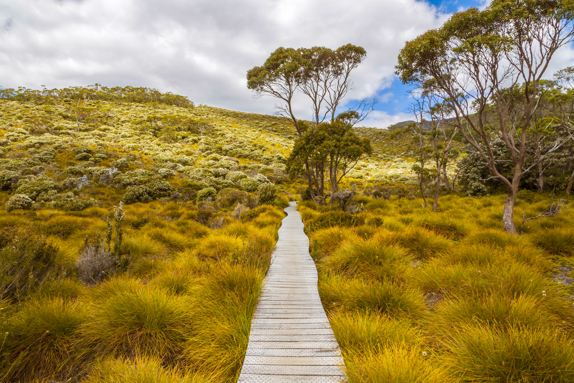 Ronny Creek Track, Cradle Mountain - Lake St Clair National Park