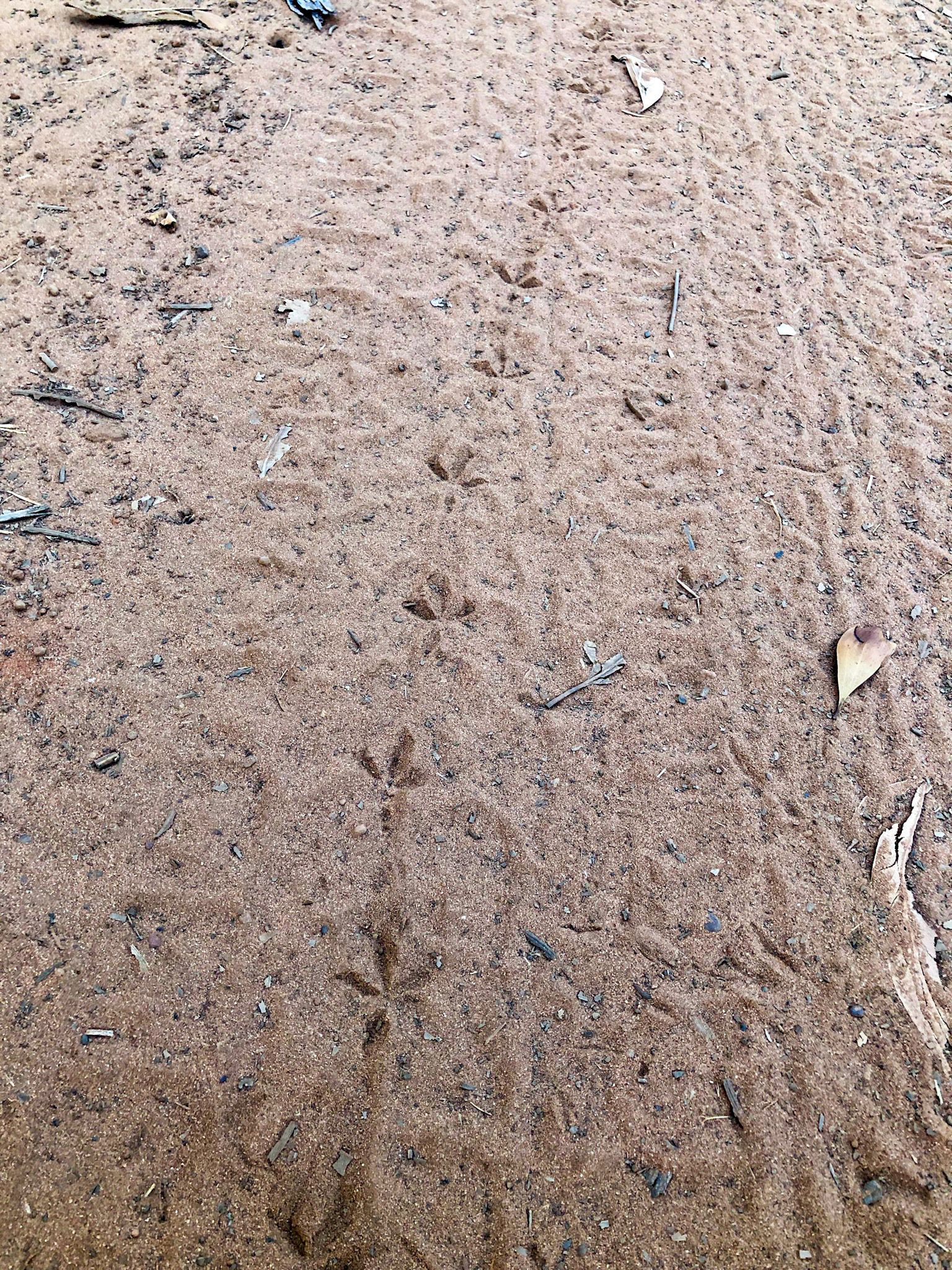 Cobourg Coastal Camp