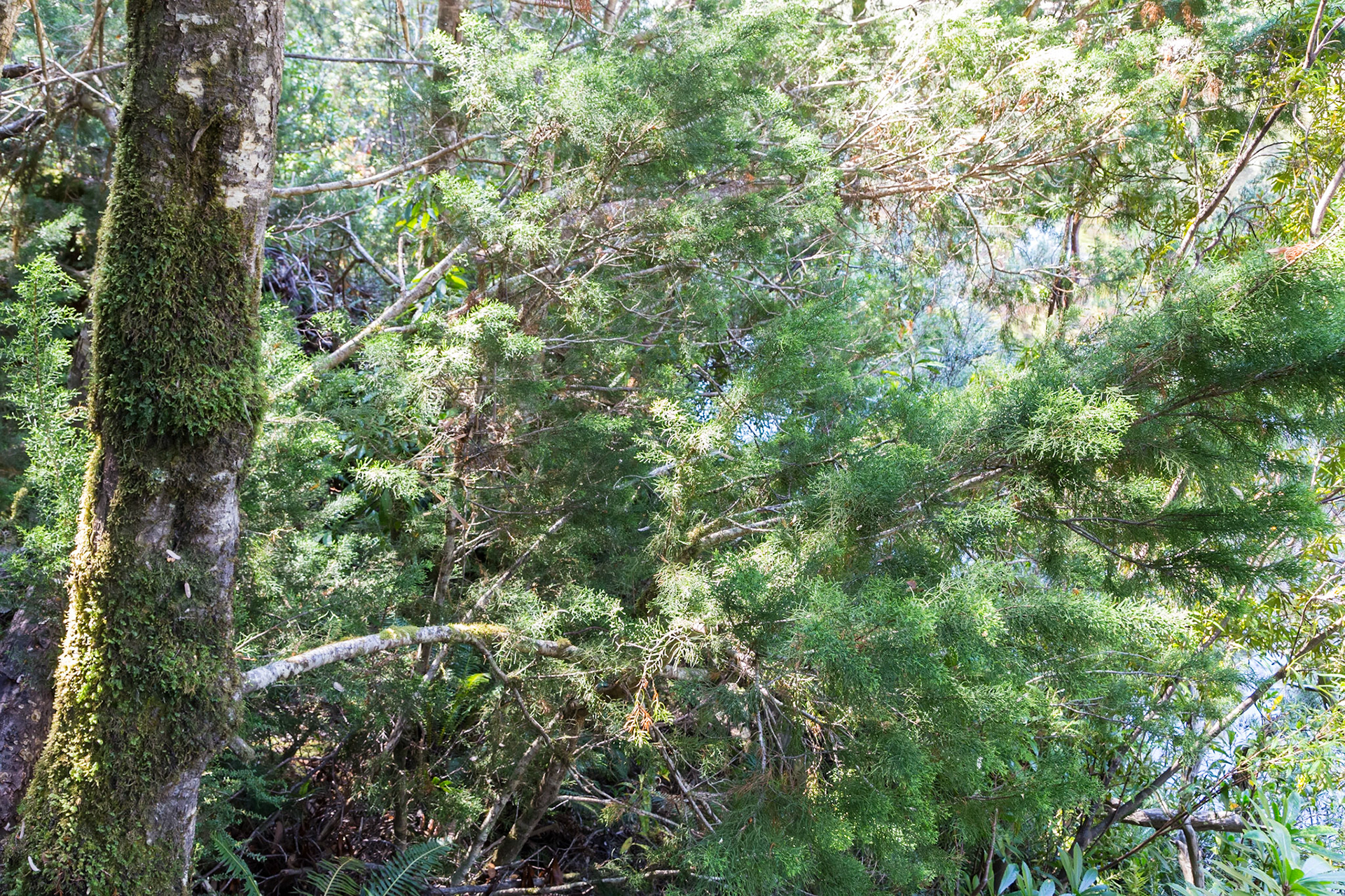 Huon Pine (Lagarostrobus franklinii)
