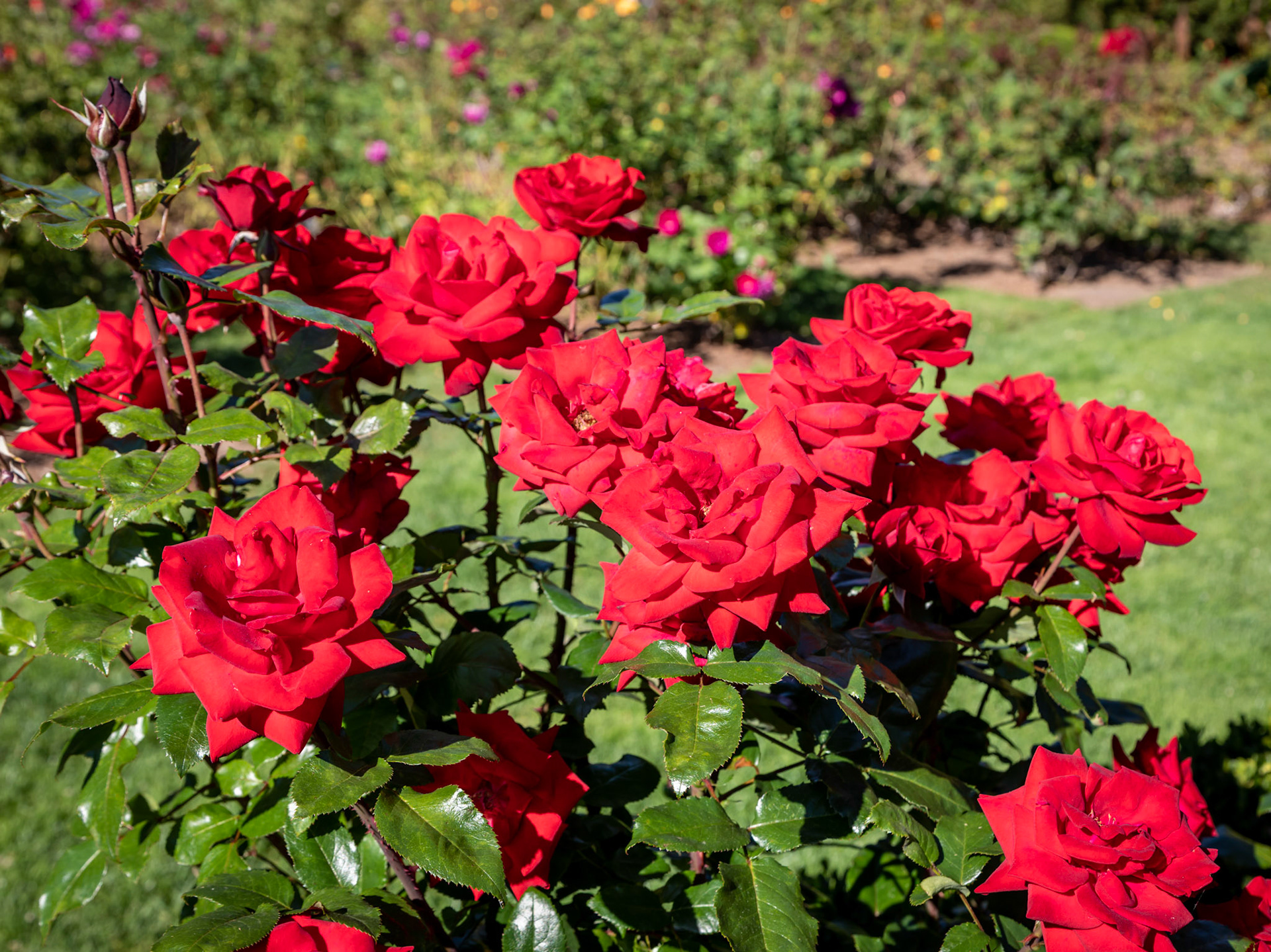 Woodland Park Rose Garden