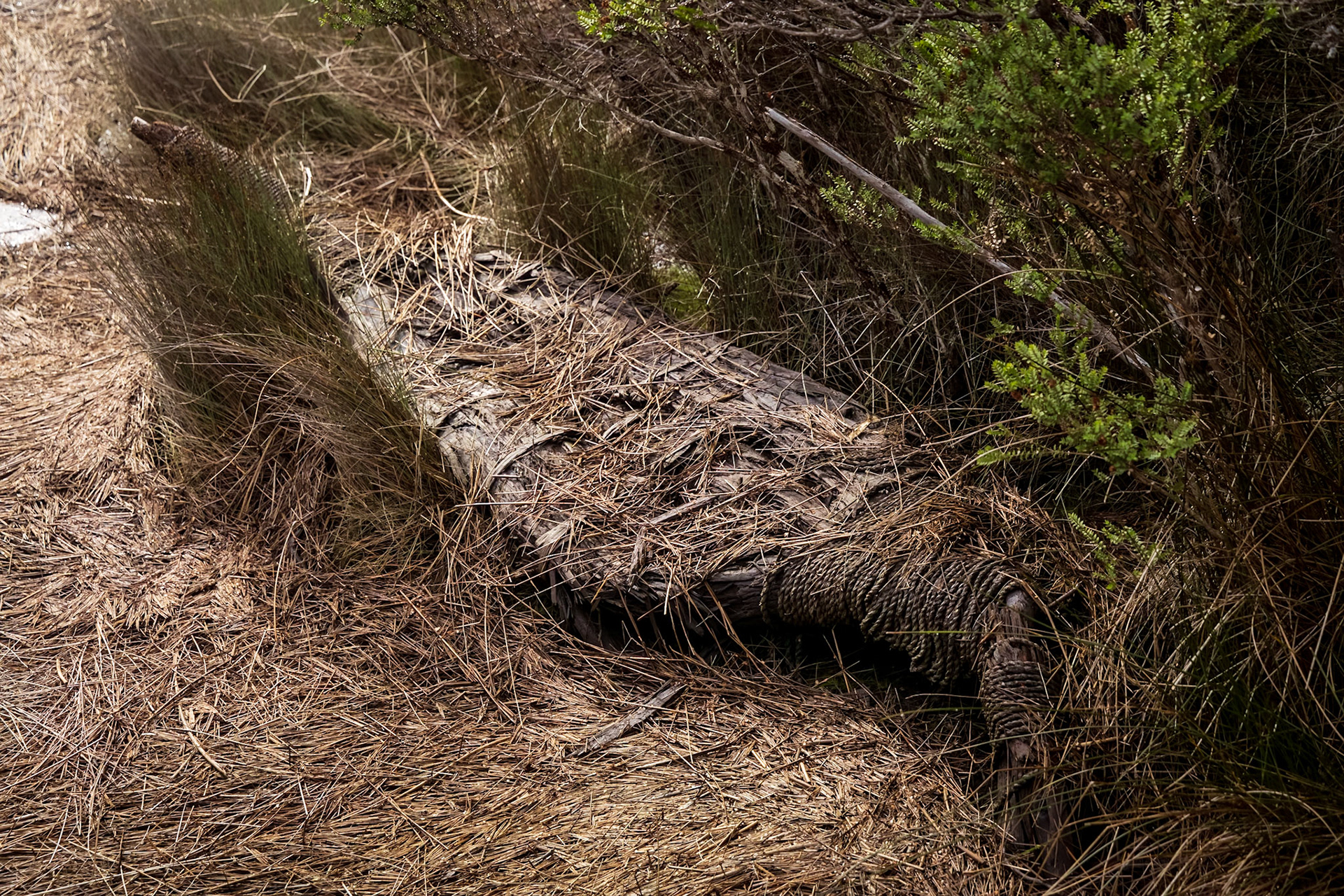 Needwannee Walk: canoe