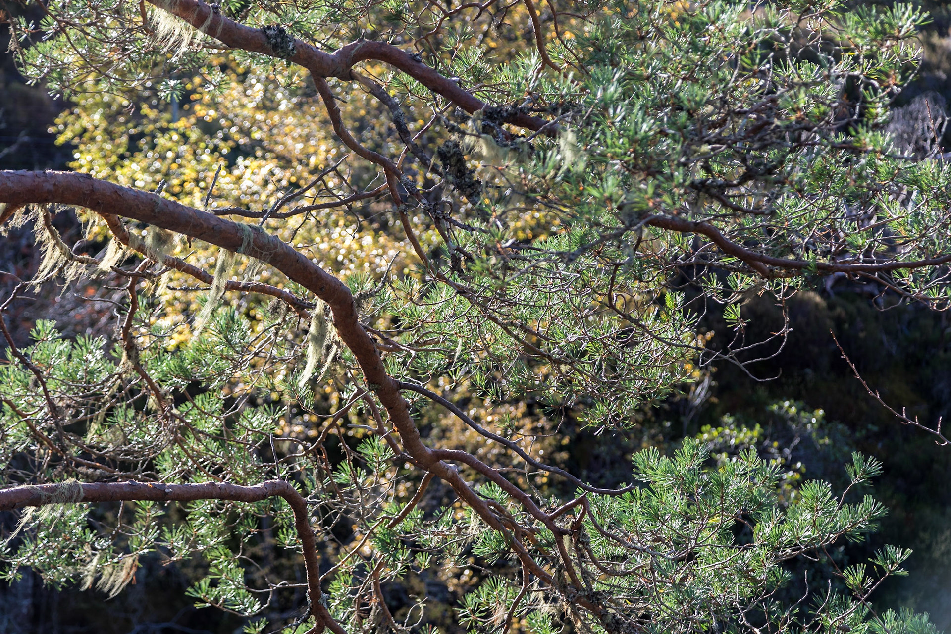 Along the river walk In Glen Affric, Highlands