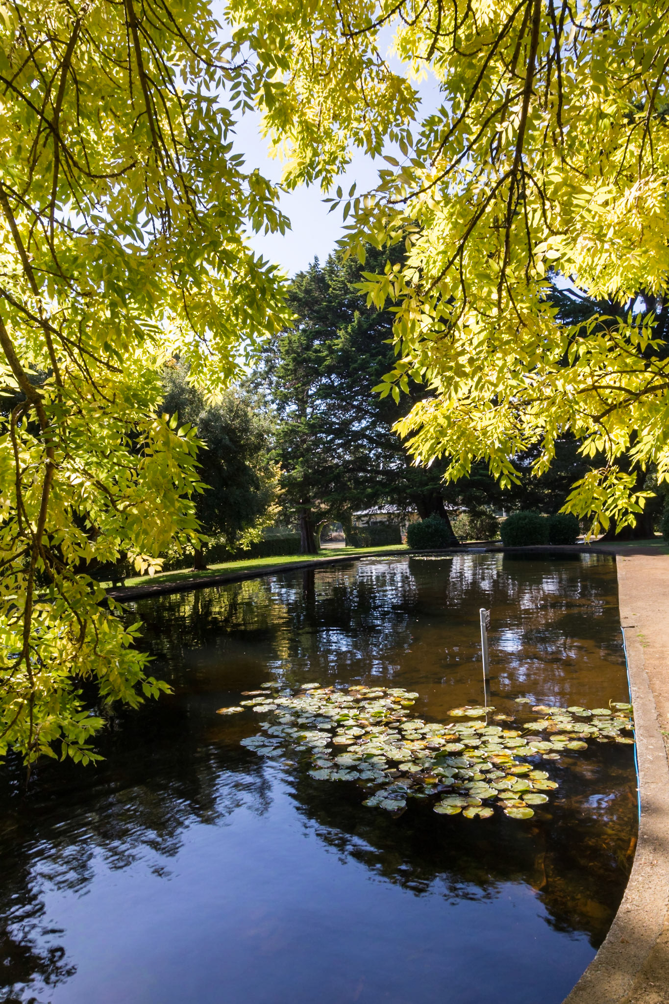 Atlantic Salmon Pond